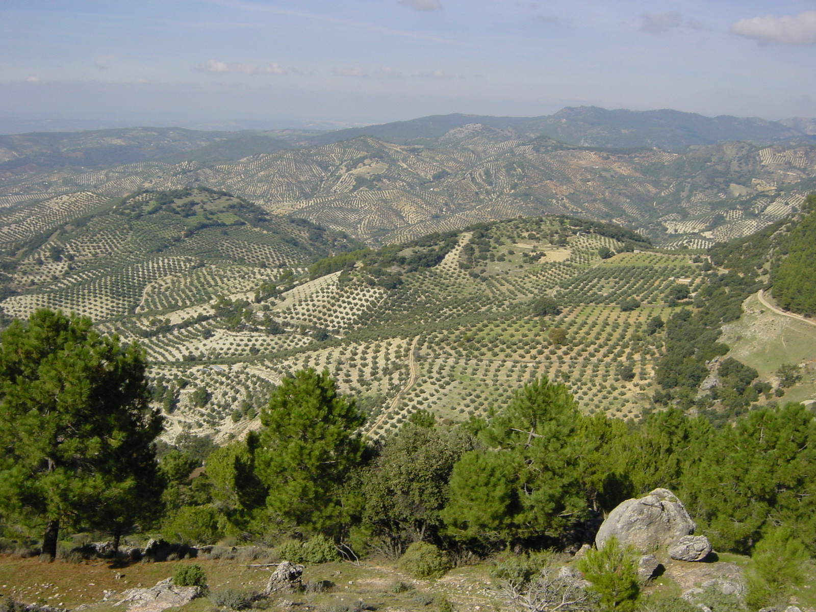 Reihen von Olivenbäumen über Hügel um Hügel in der Provinz Jaén unter blassem Himmel