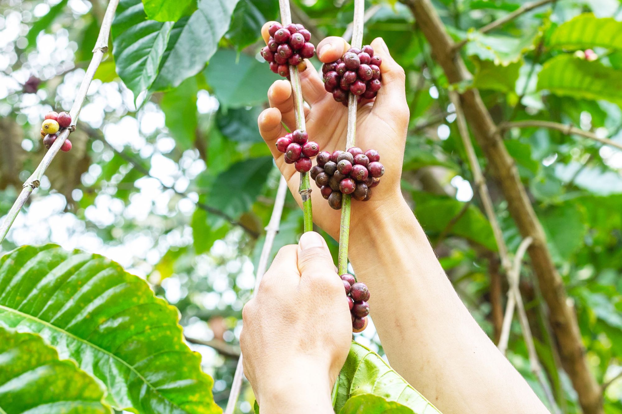 Hands pulling down a branch of ripening red coffee cherries