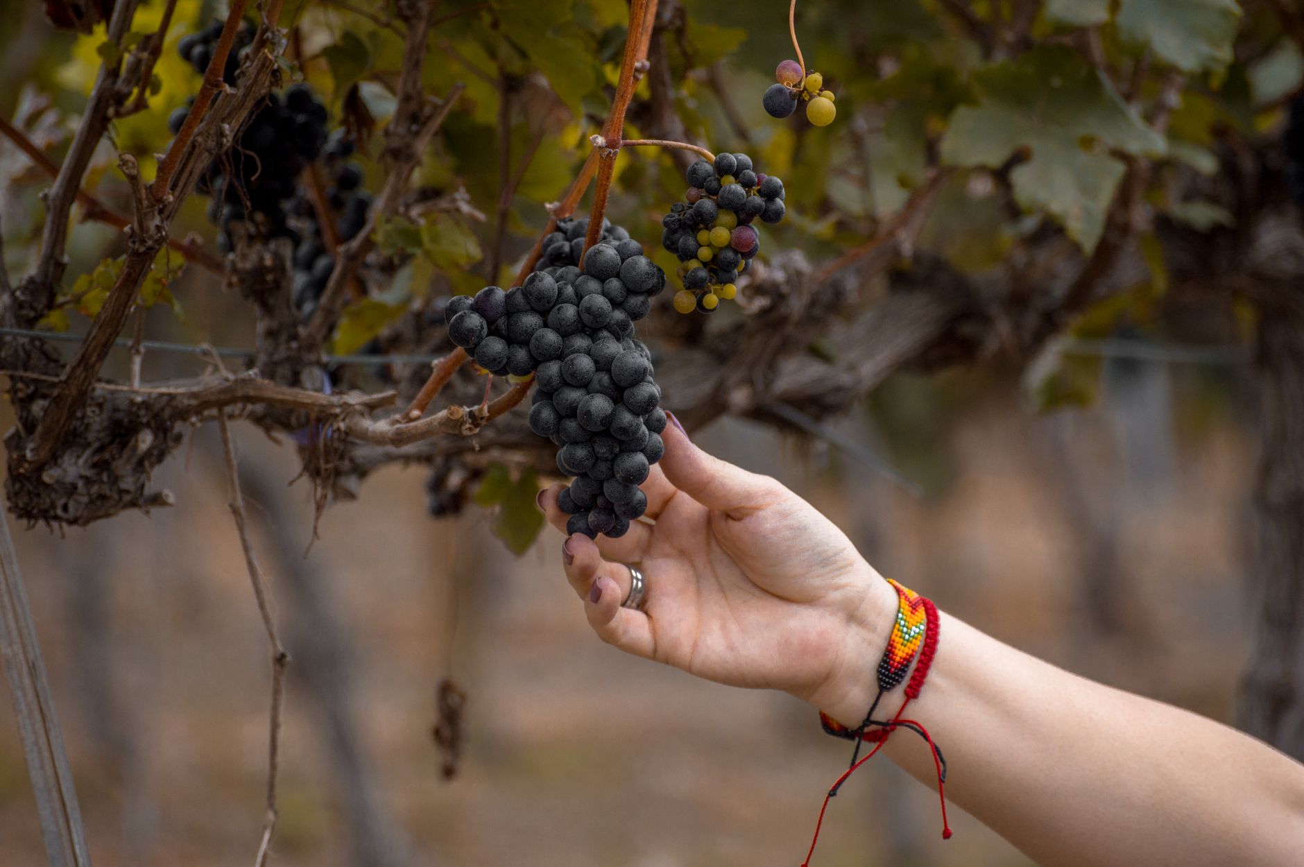 Rows of ripe grape clusters on the vine during Austria's early 2026 harvest