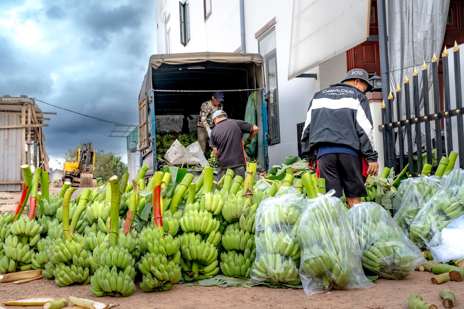 Workers loading bunches of green bananas onto a truck for export