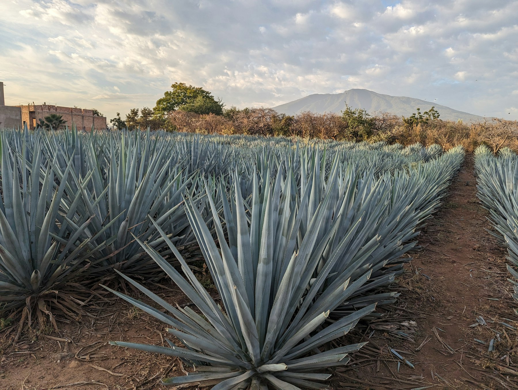 Rows of blue agave plants growing in a field in Jalisco, Mexico