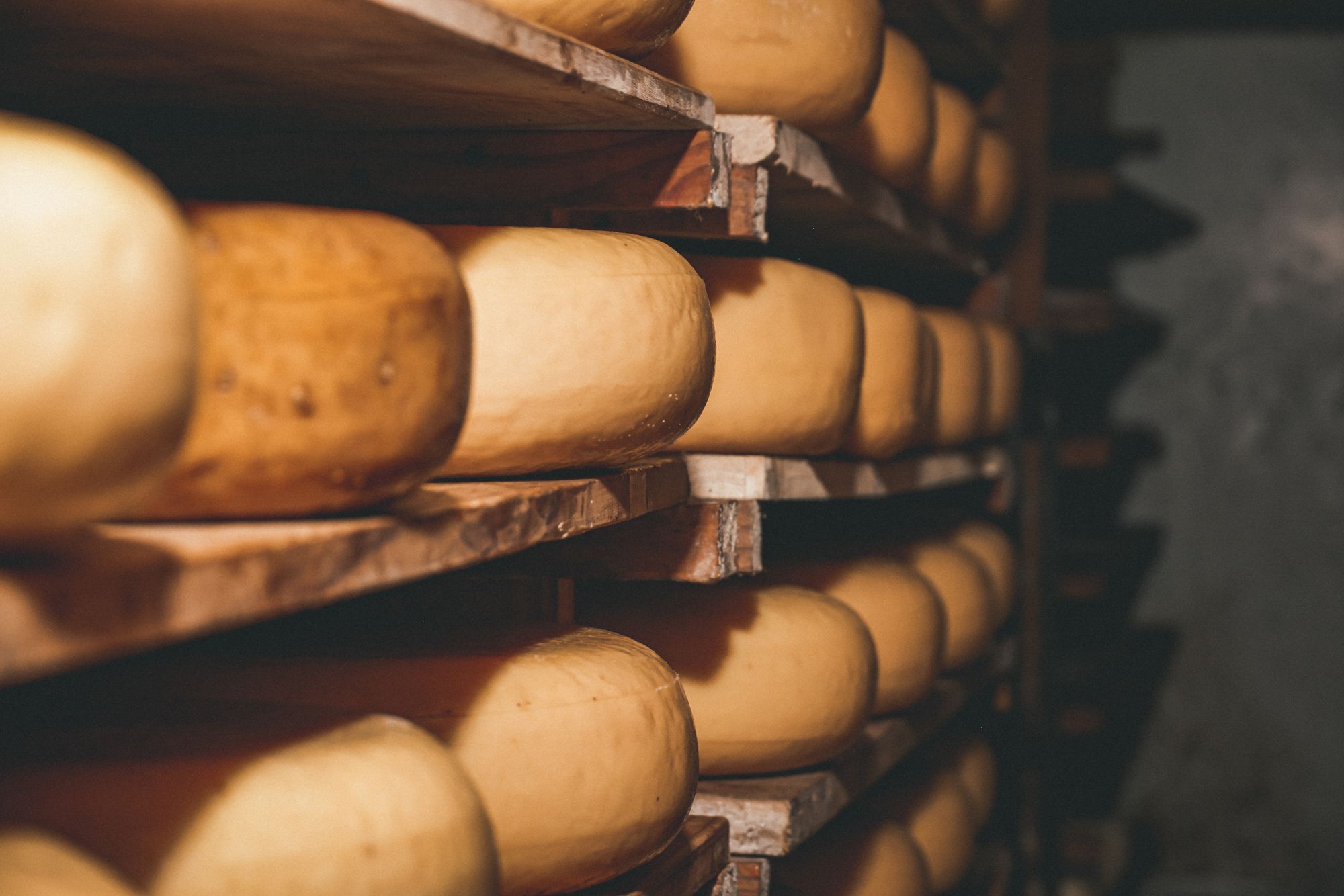 Gouda-style cheese wheels ageing on wooden boards in a farmhouse ripening room