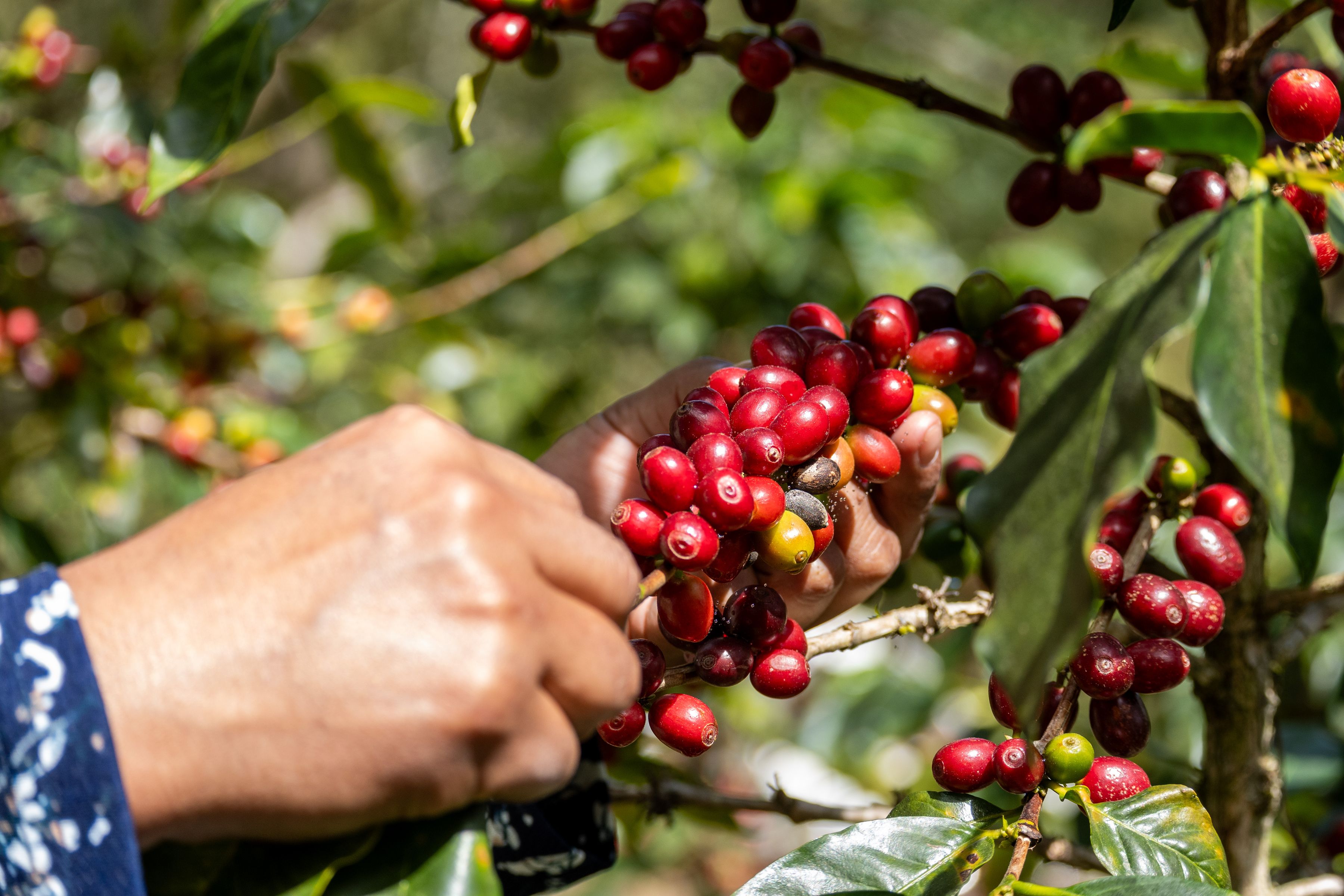 A hand picking a cluster of ripe red coffee cherries from a branch