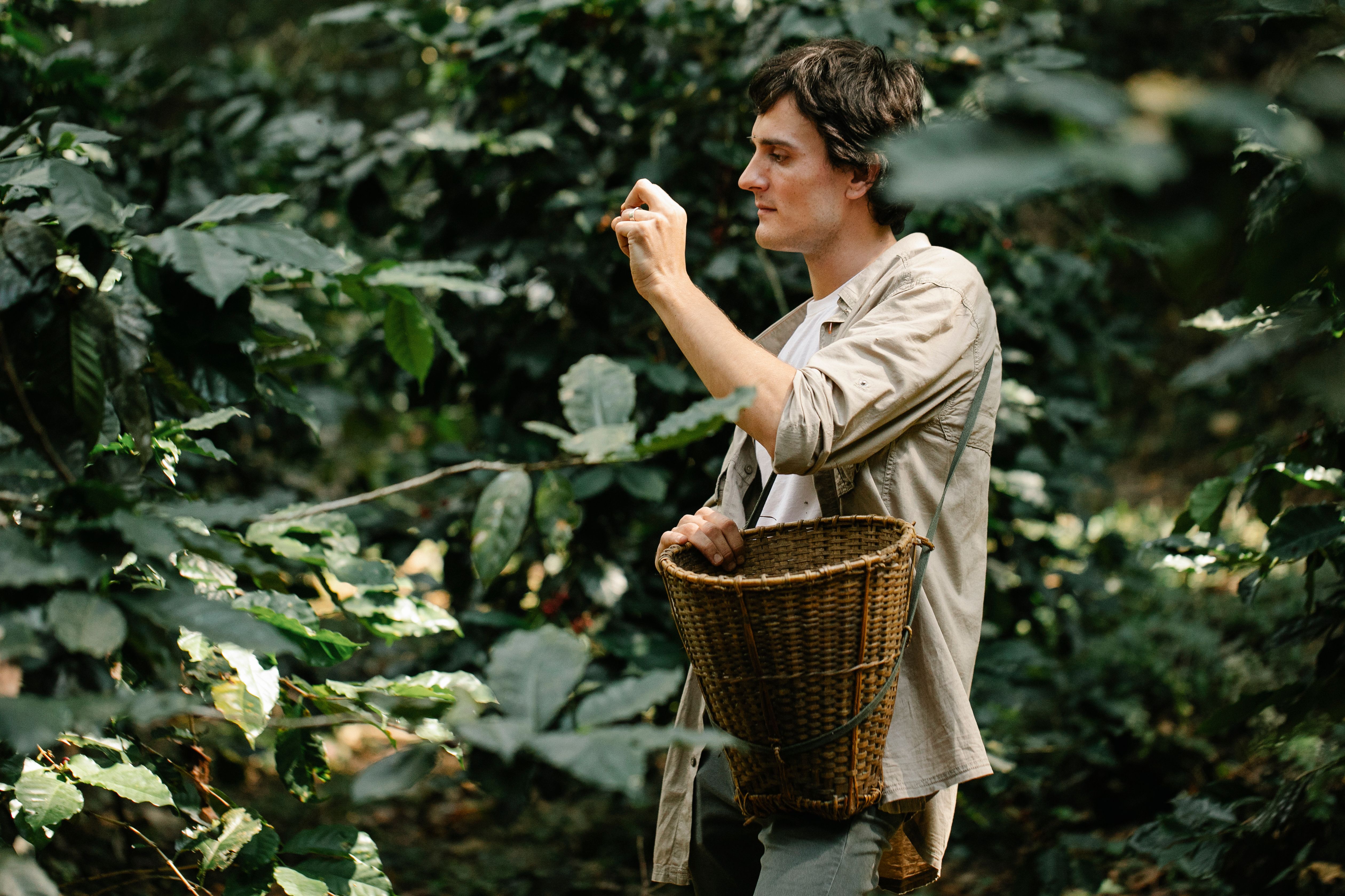Coffee farmer inspecting ripe coffee cherries in a plantation