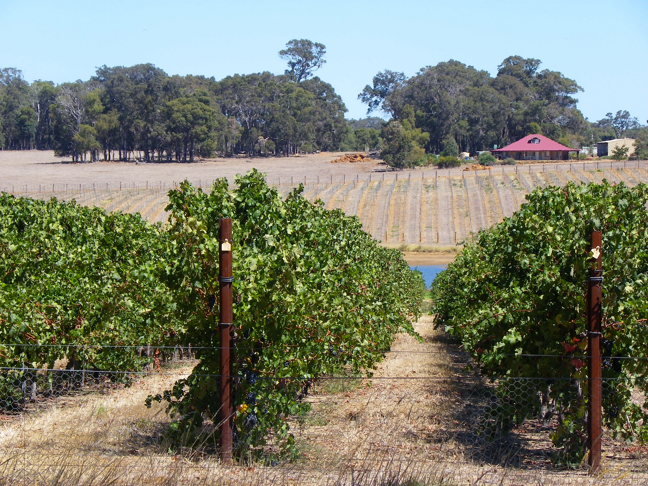 Rows of grapevines in a Margaret River vineyard with a farmhouse and eucalypts behind