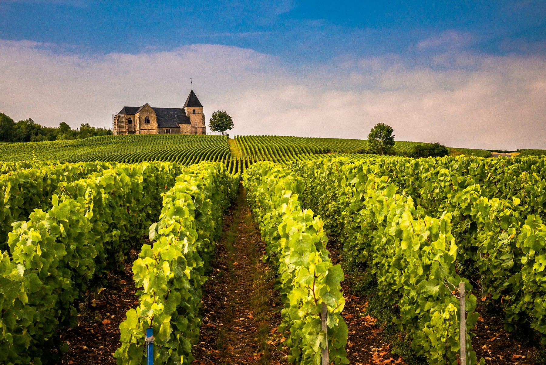 Rows of vines lead toward a hilltop church in a French wine region at harvest time