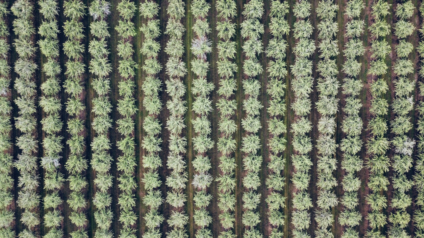 Aerial view of rows of almond trees in a California orchard