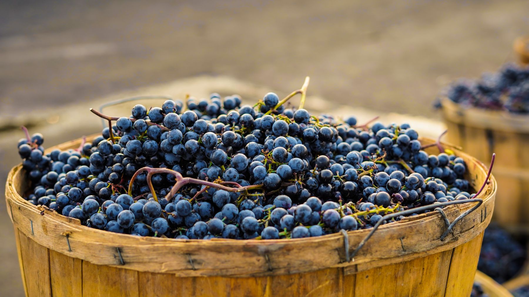 Wooden basket overflowing with freshly picked dark harvest grapes