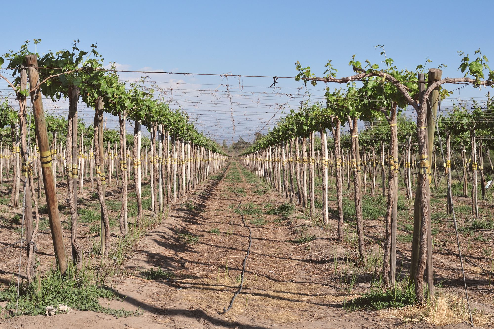 Rows of trellised grapevines under a clear sky in Chile's Santiago Metropolitan Region