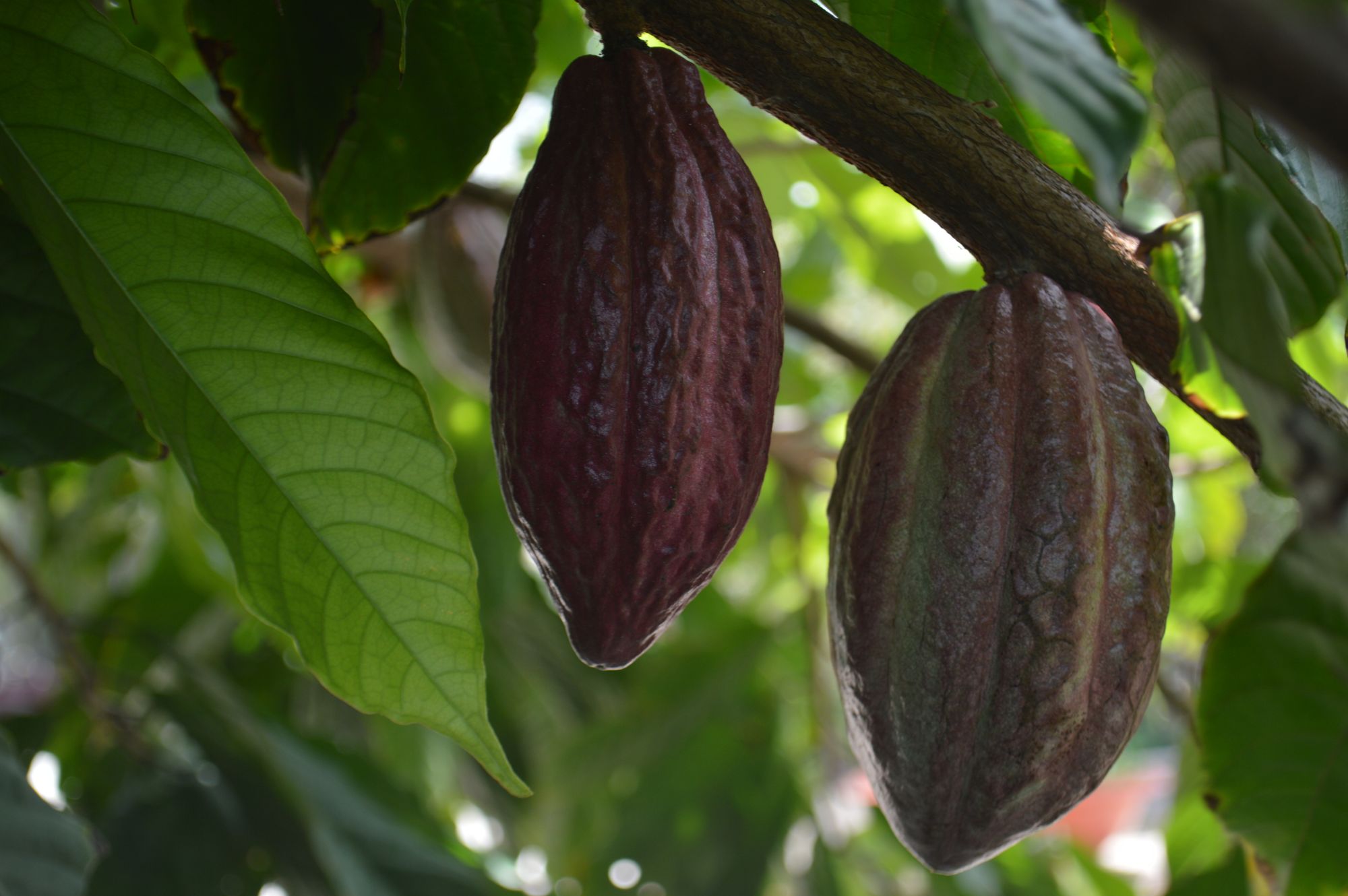 Two ripening cocoa pods hanging from a branch among broad green leaves