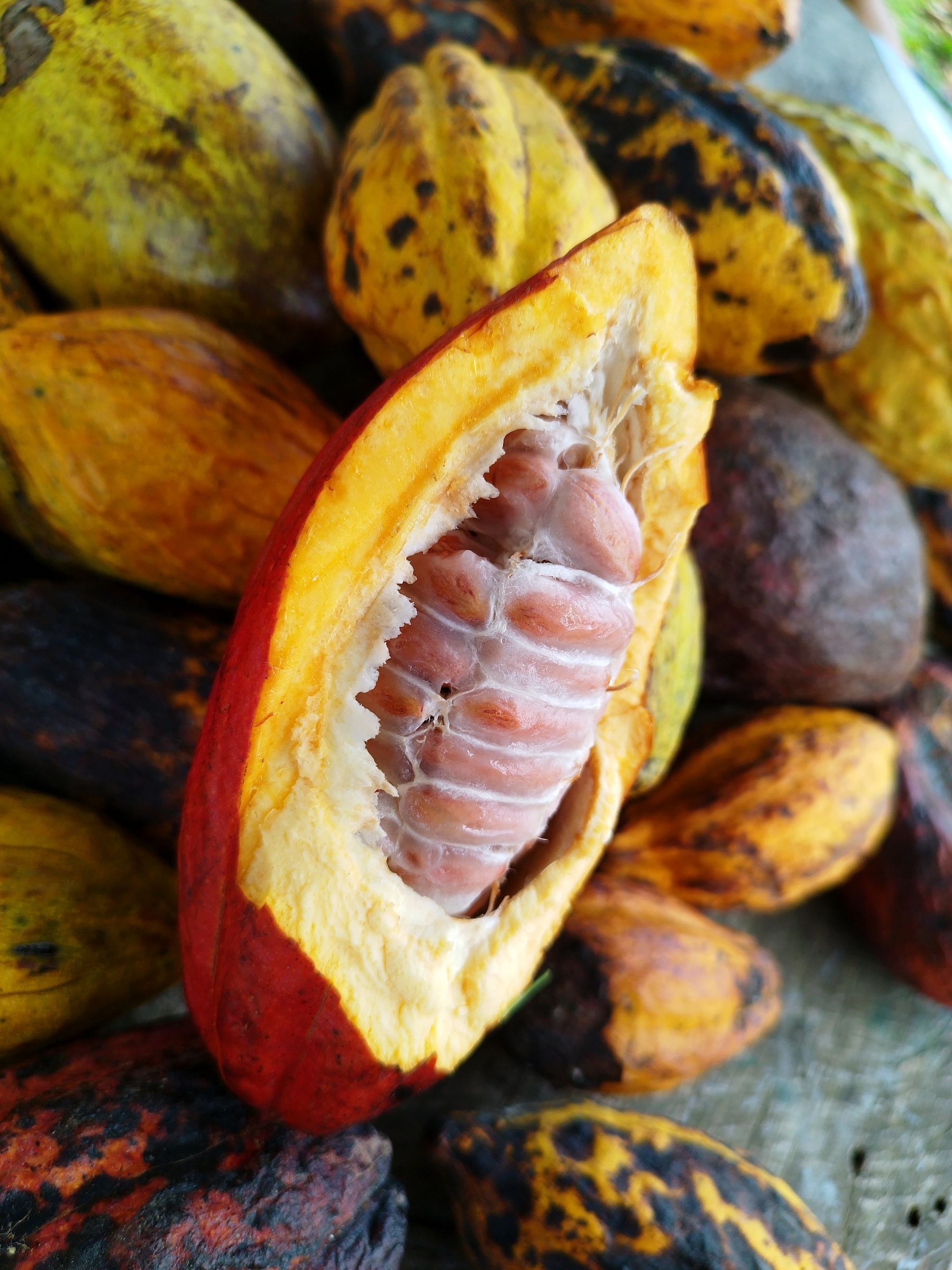 Sliced cocoa pod showing fresh cacao beans among whole pods