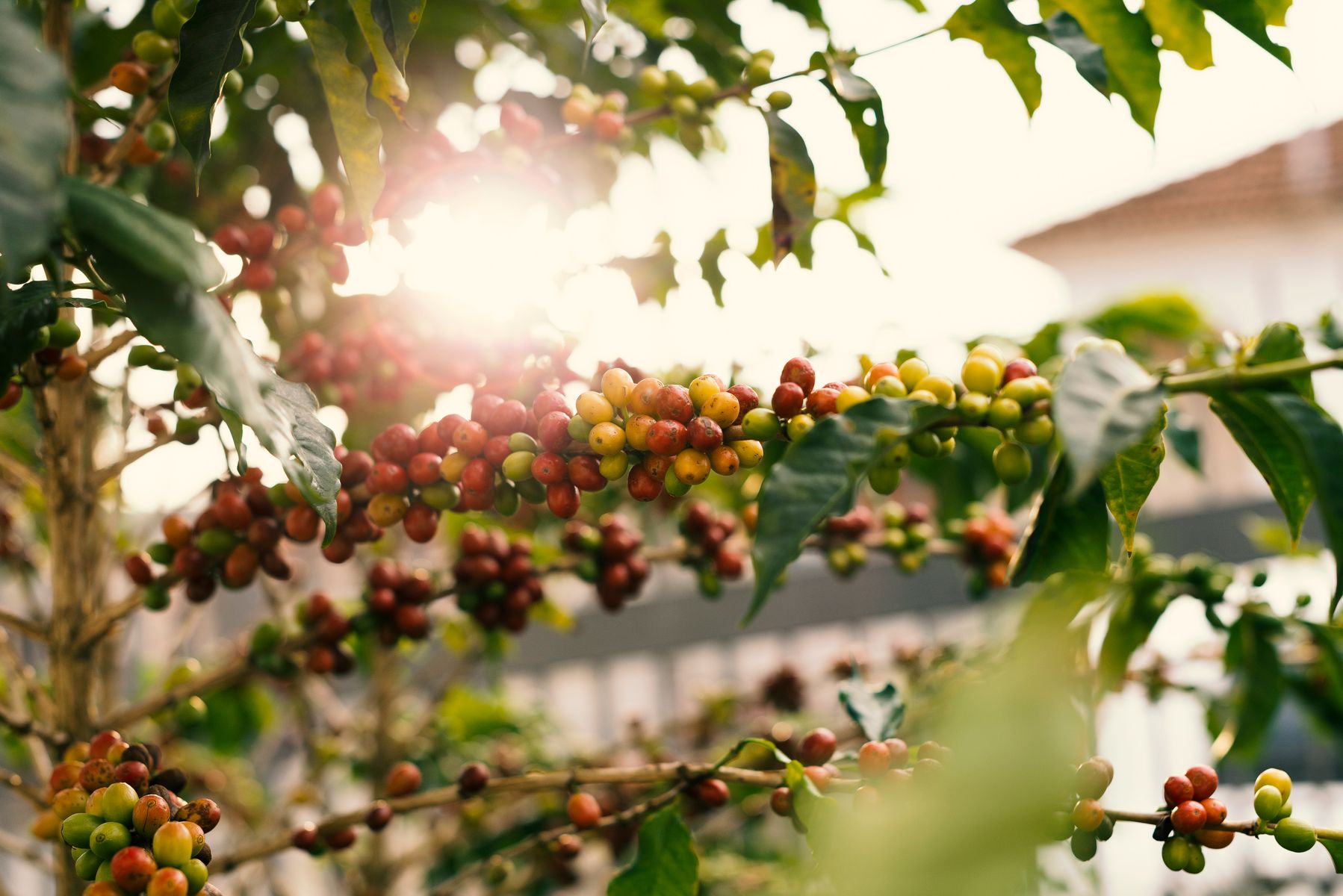Red and yellow ripe coffee cherries on a branch backlit by sunlight