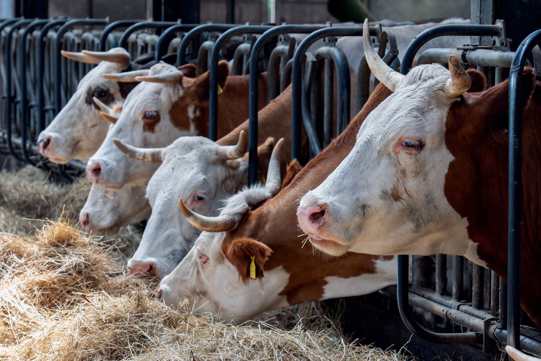 Melkkoeien eten bij een voerbak in een stal, met gele oormerken