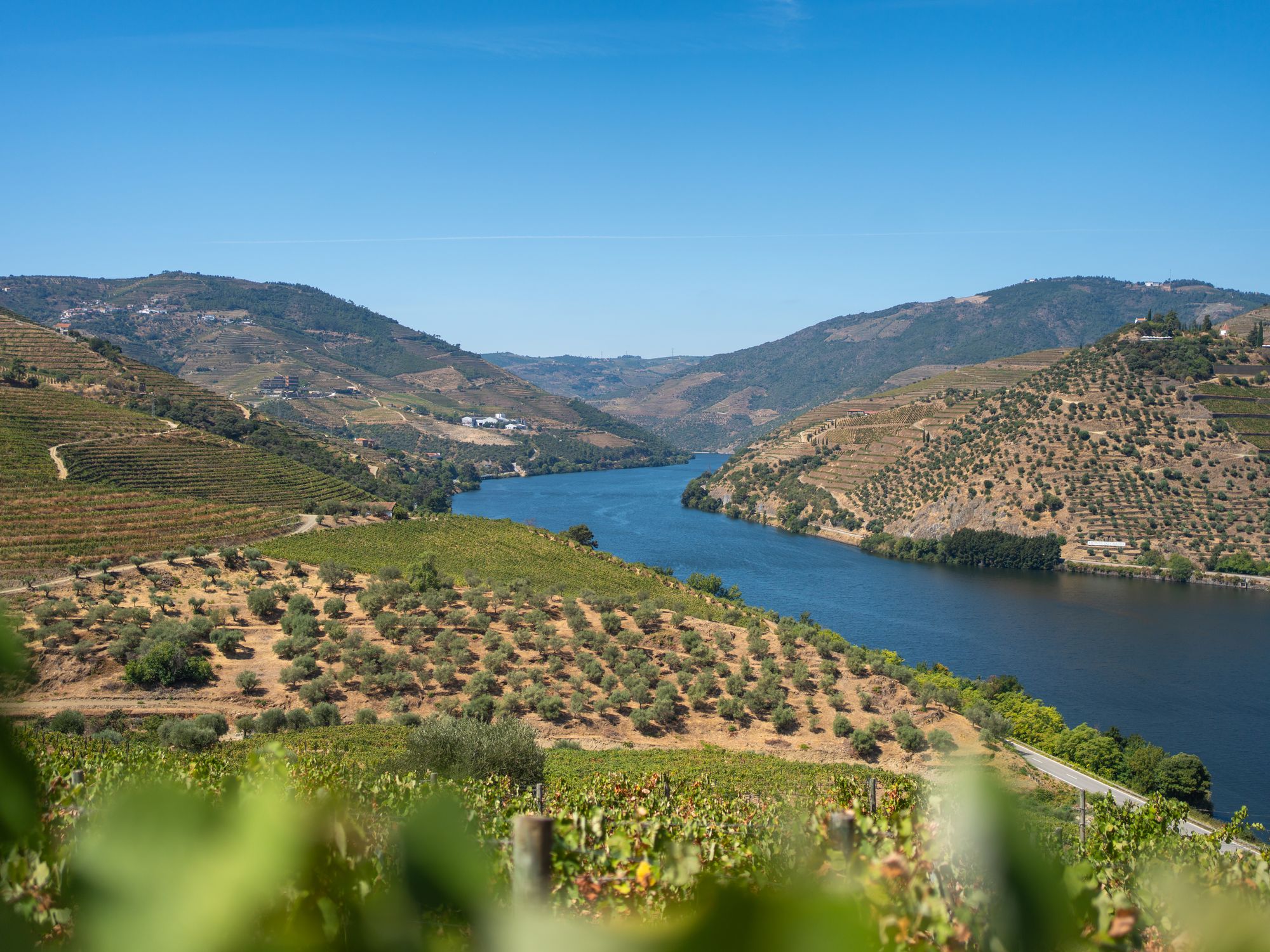 Terraced vineyards and olive groves above the Douro river on a clear summer day