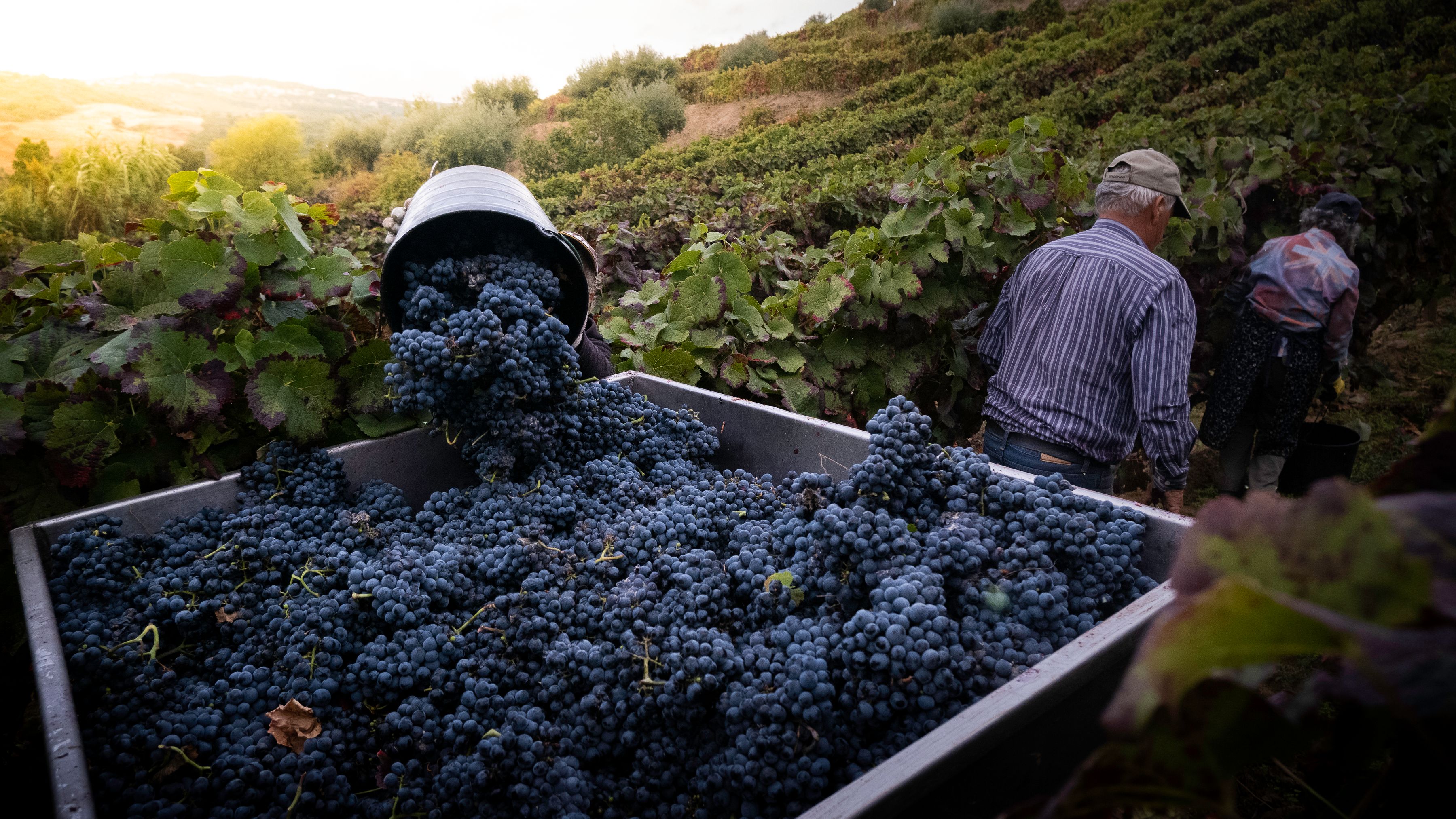 Vineyard workers harvesting dark red wine grapes into a trailer at dusk