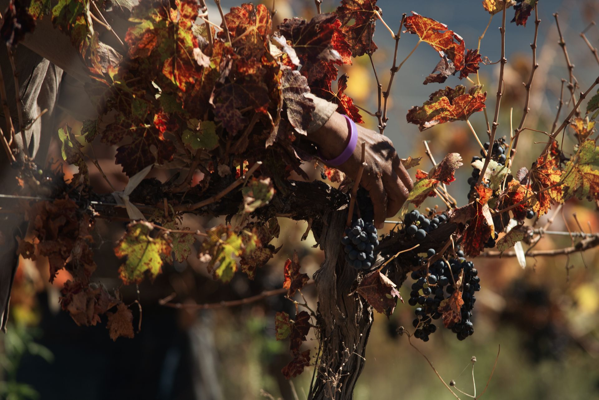 Picker's hand reaching for black grapes among red autumn vine leaves