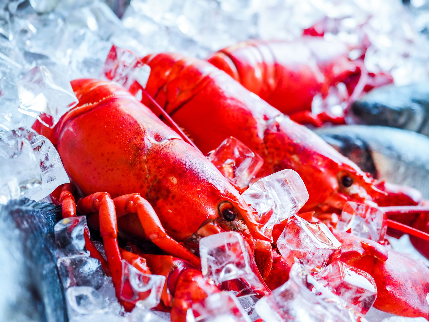 Fresh whole lobsters on ice, symbol of the seafood chain's closures