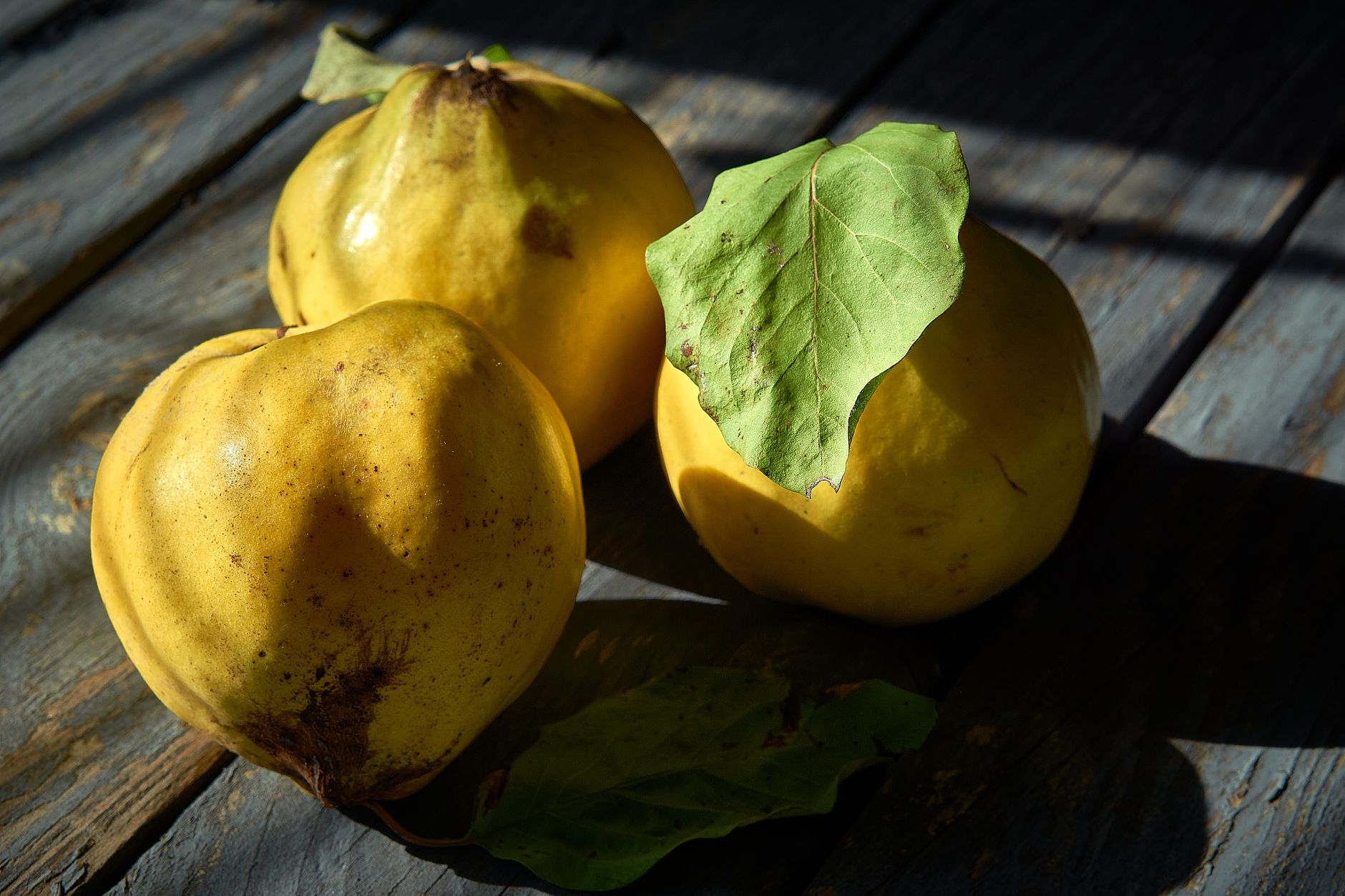 Three ripe golden quinces with leaves on a rustic wooden table