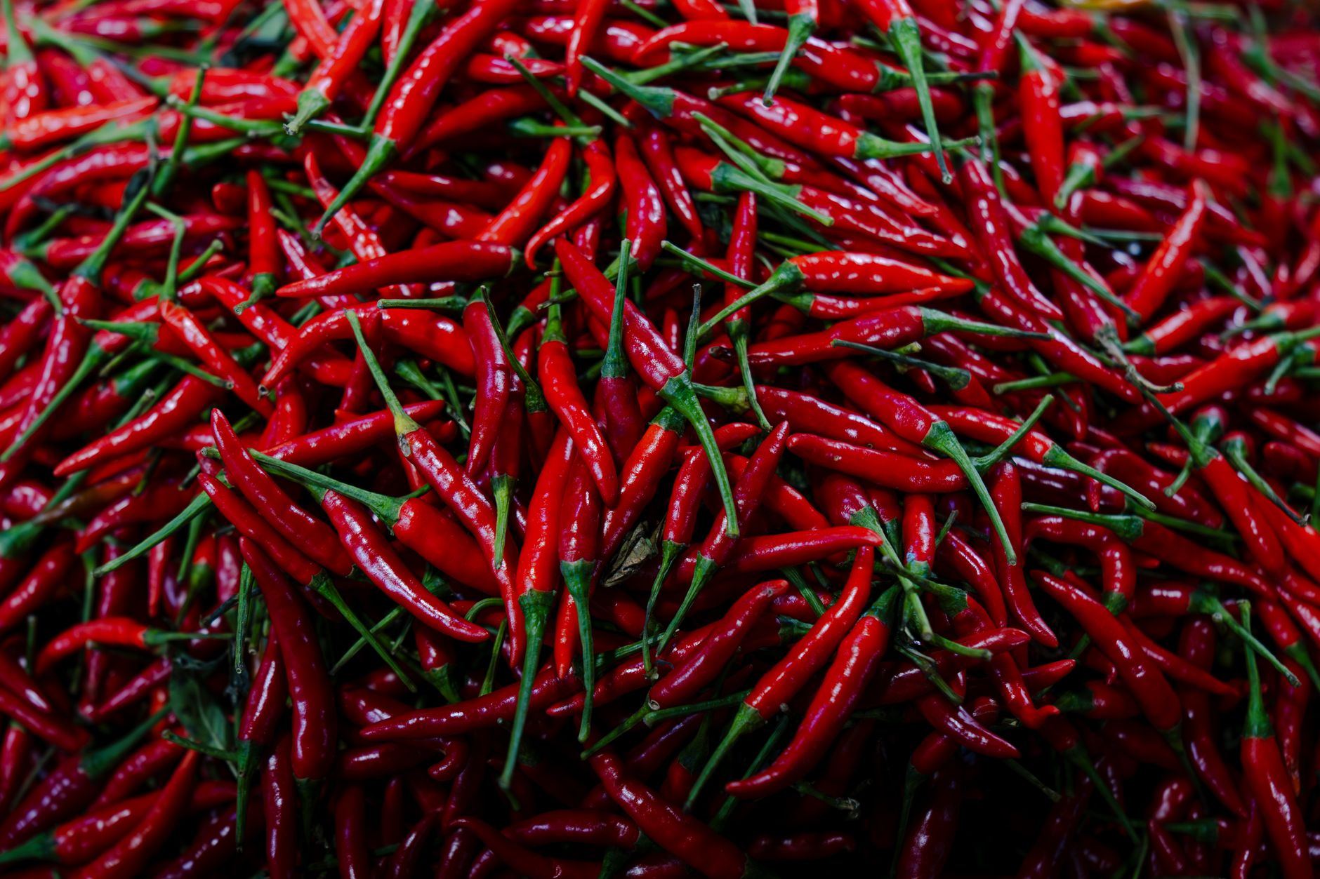 A pile of fresh red chile peppers with stems still attached