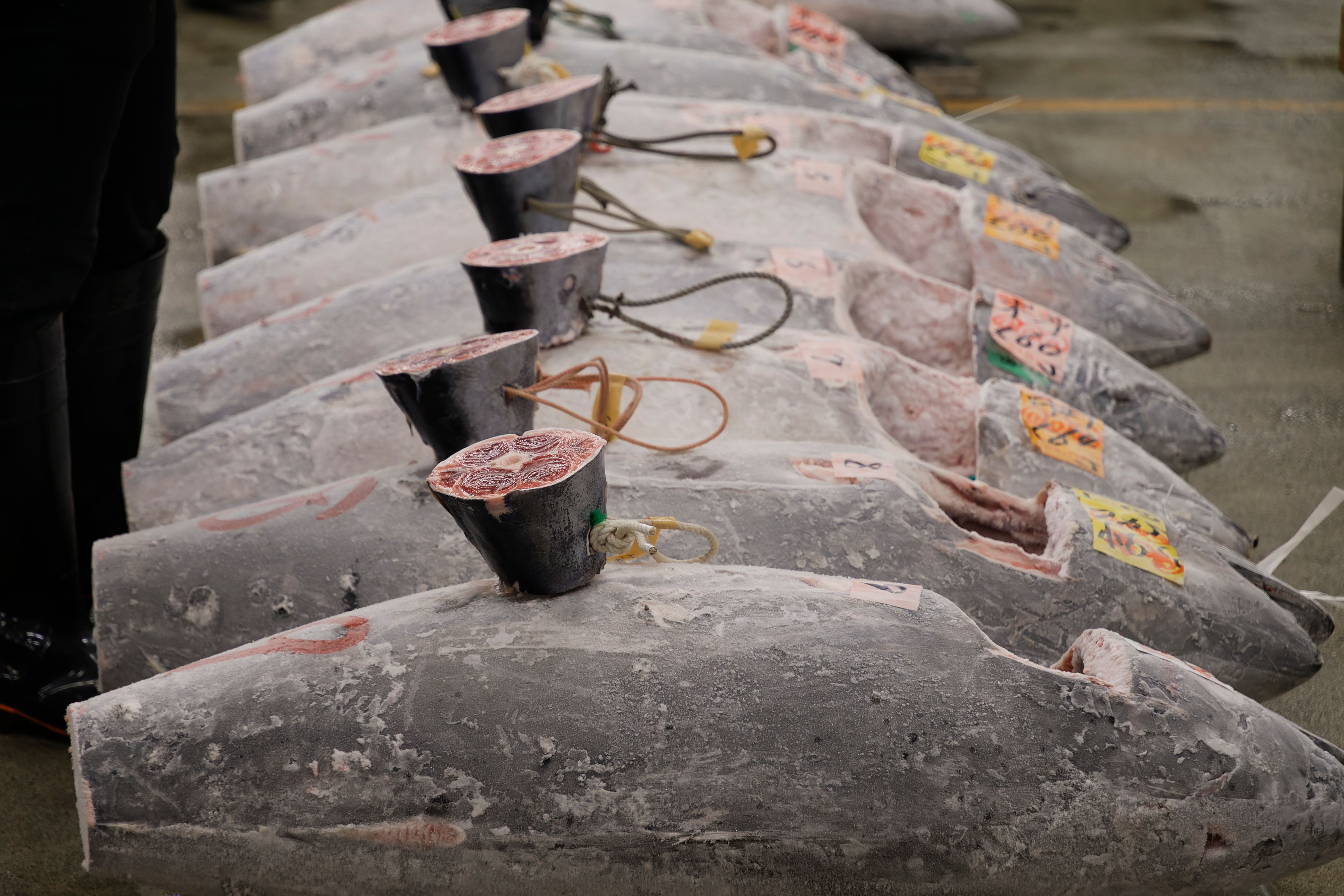 Reihen von gefrorenem Blauflossenthun auf dem Boden eines Fischmarkts mit Auktionsetiketten