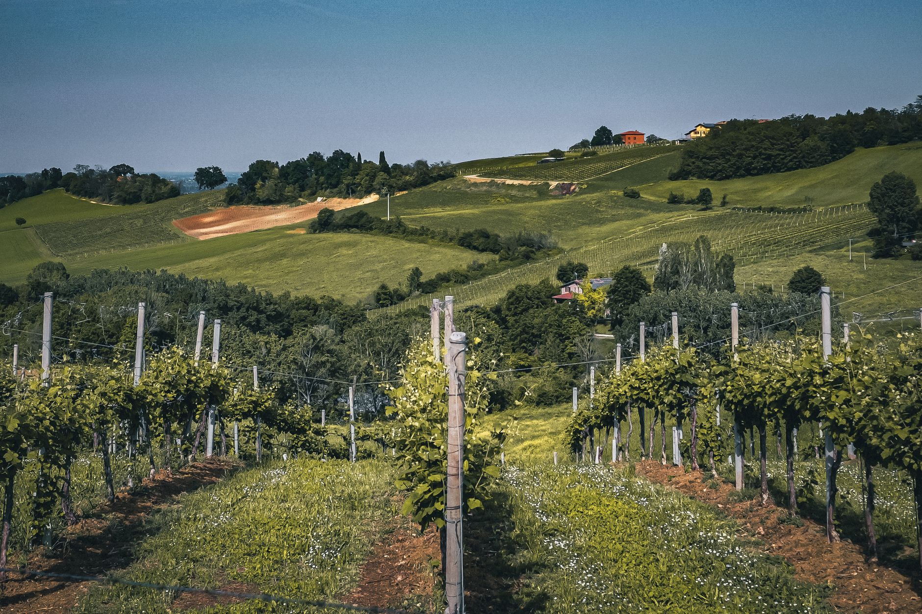 File di vigne che salgono su una collina verde italiana sotto un cielo terso