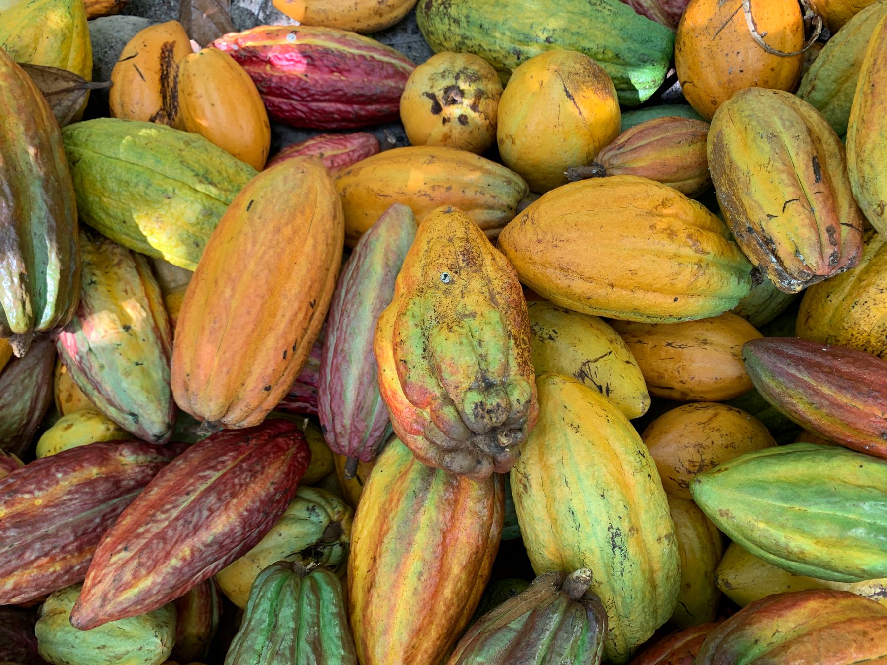 Pile of freshly harvested ripe cocoa pods in yellow, orange and red