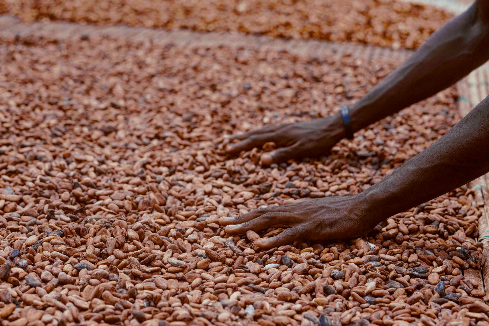 Hands spreading fermented cocoa beans across a raised drying mat in Ghana