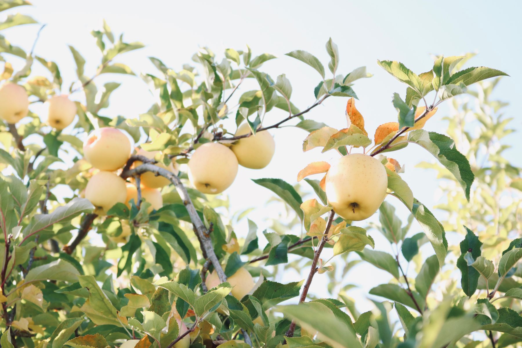Golden apples ripening on a tree branch in a Limousin orchard