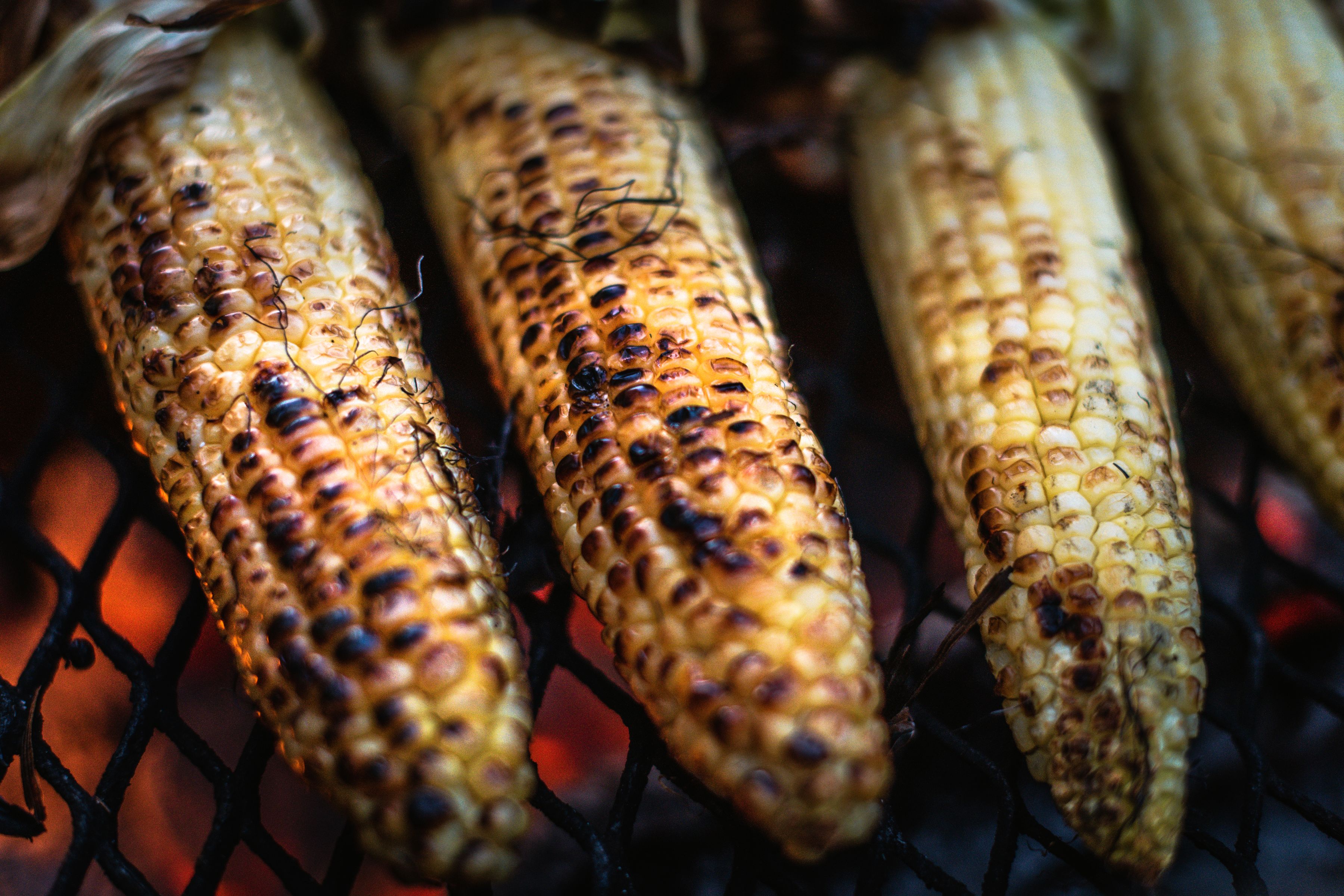 Corn cobs charring on an open grill for elote