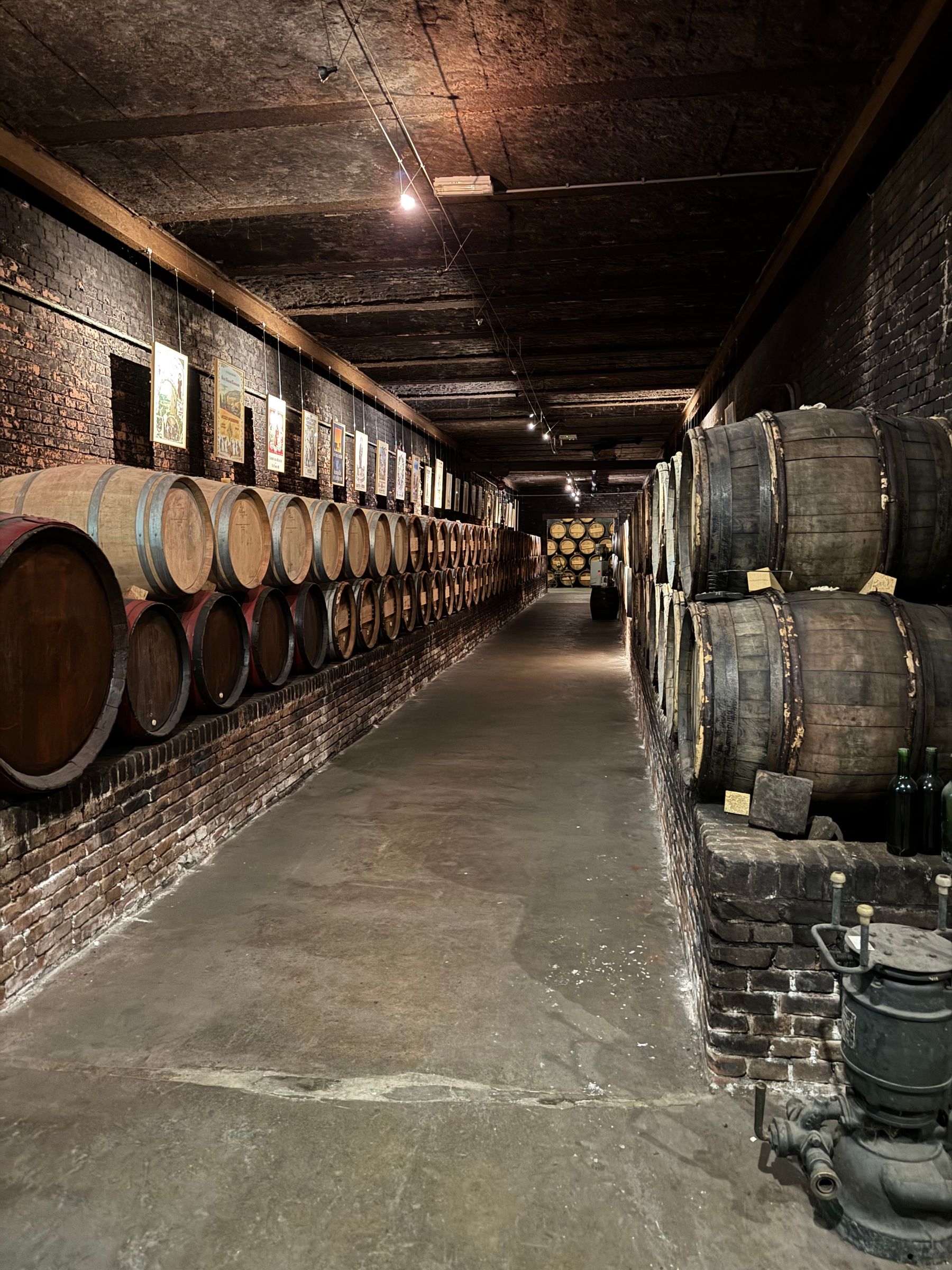 Rows of oak wine barrels ageing in a long historic cellar