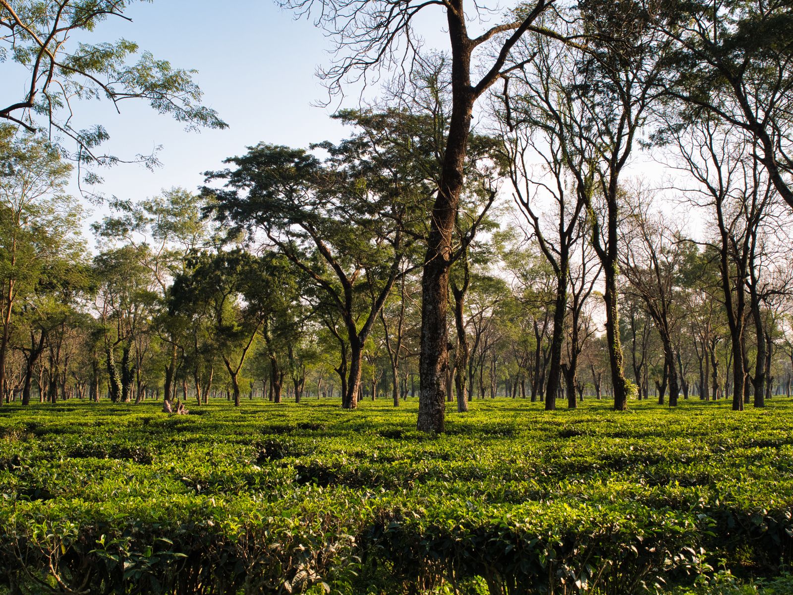 Tea bushes growing under tall shade trees on a tea estate in Assam, India