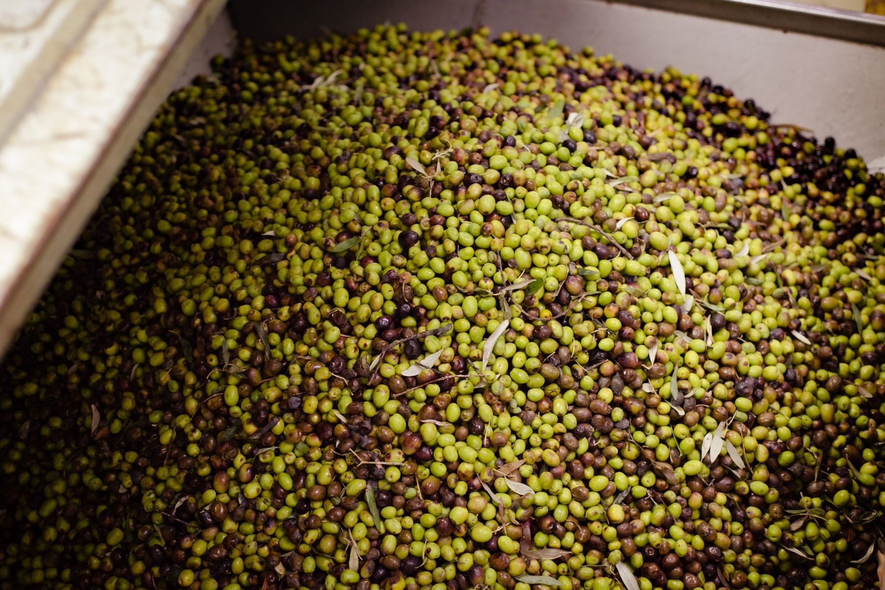 Aceitunas verdes y oscuras recién cosechadas amontonadas en una tolva de acero de una almazara