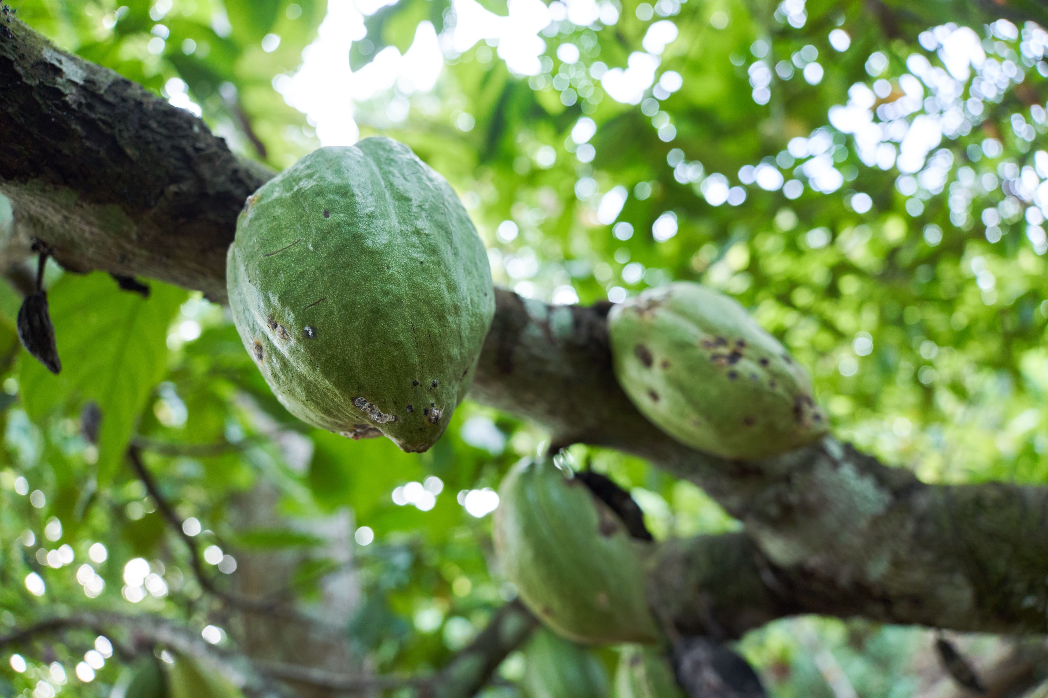 Vainas verdes de cacao maduras colgando de una rama en una plantación de África Occidental