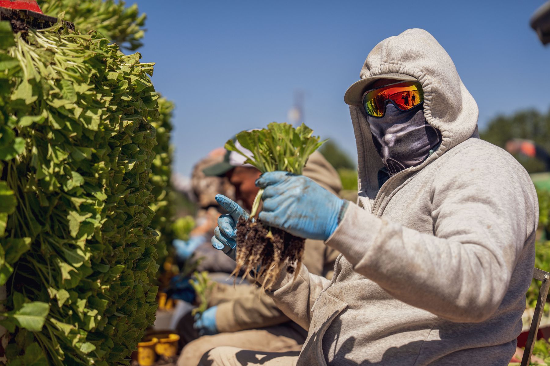 Farm workers in protective gear harvesting leafy greens by hand in a sunny field