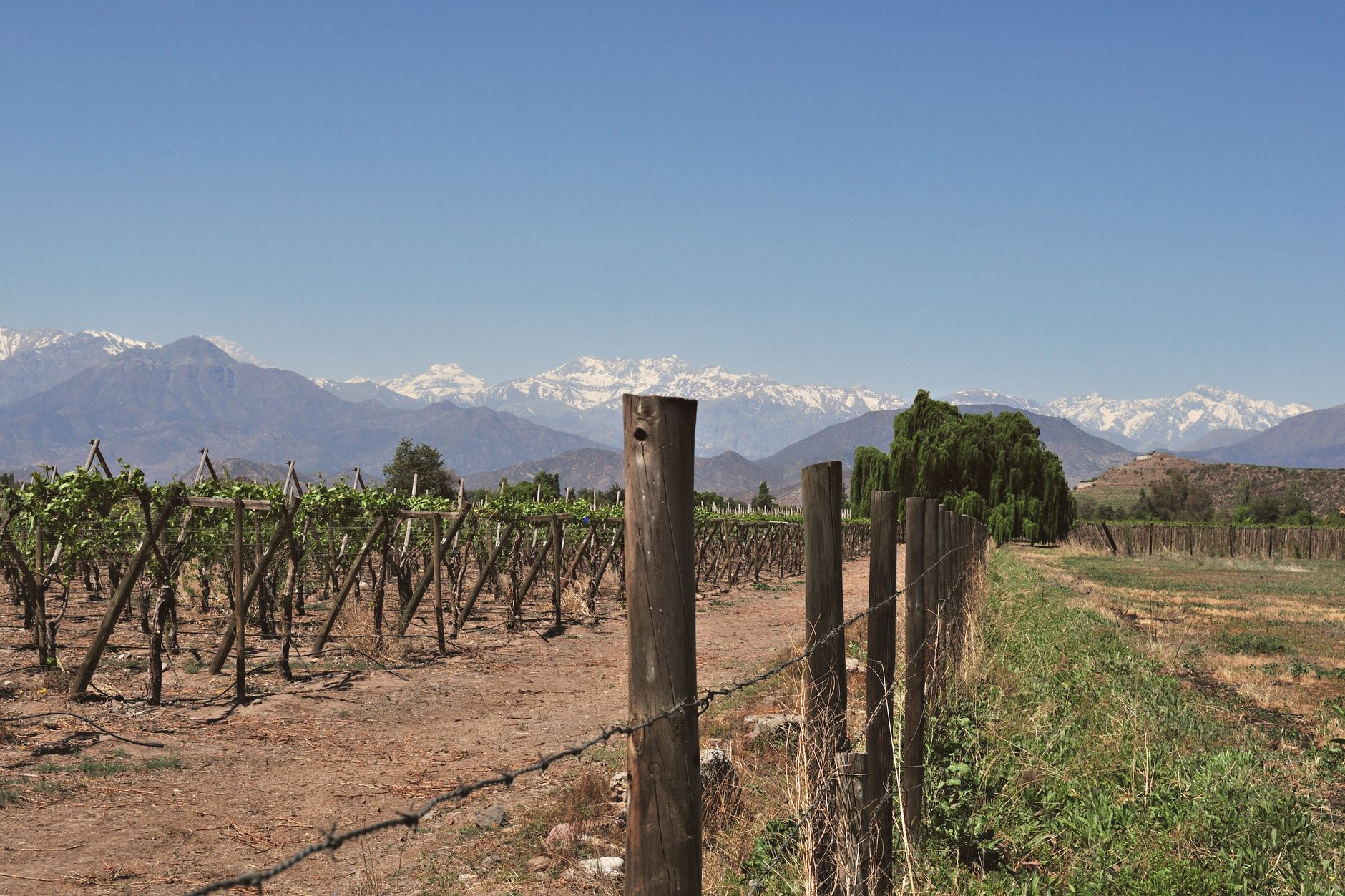 Vineyard rows in Chile's Maipo Valley with the snow-capped Andes in the background