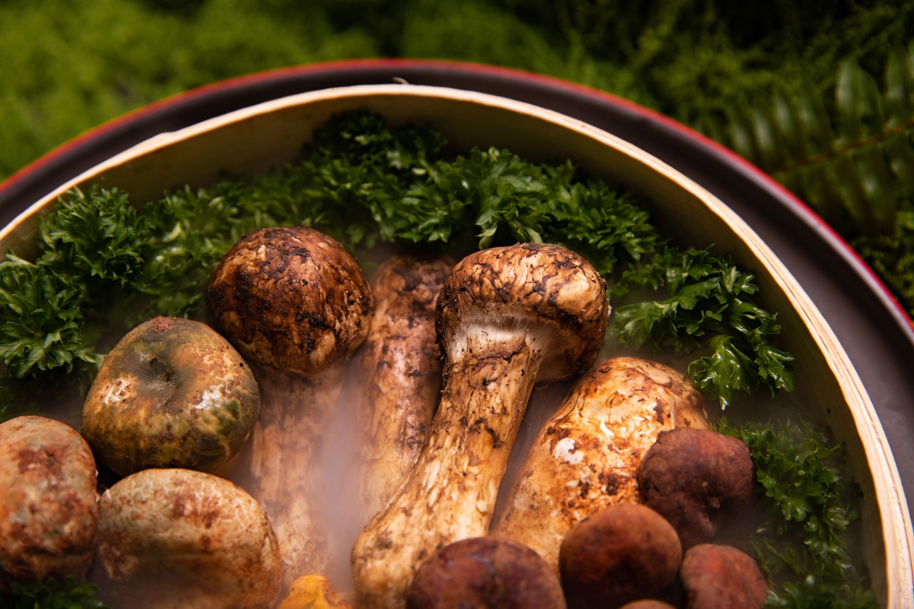 Fresh matsutake mushrooms sliced in a pot, ready to be cooked into Japanese rice