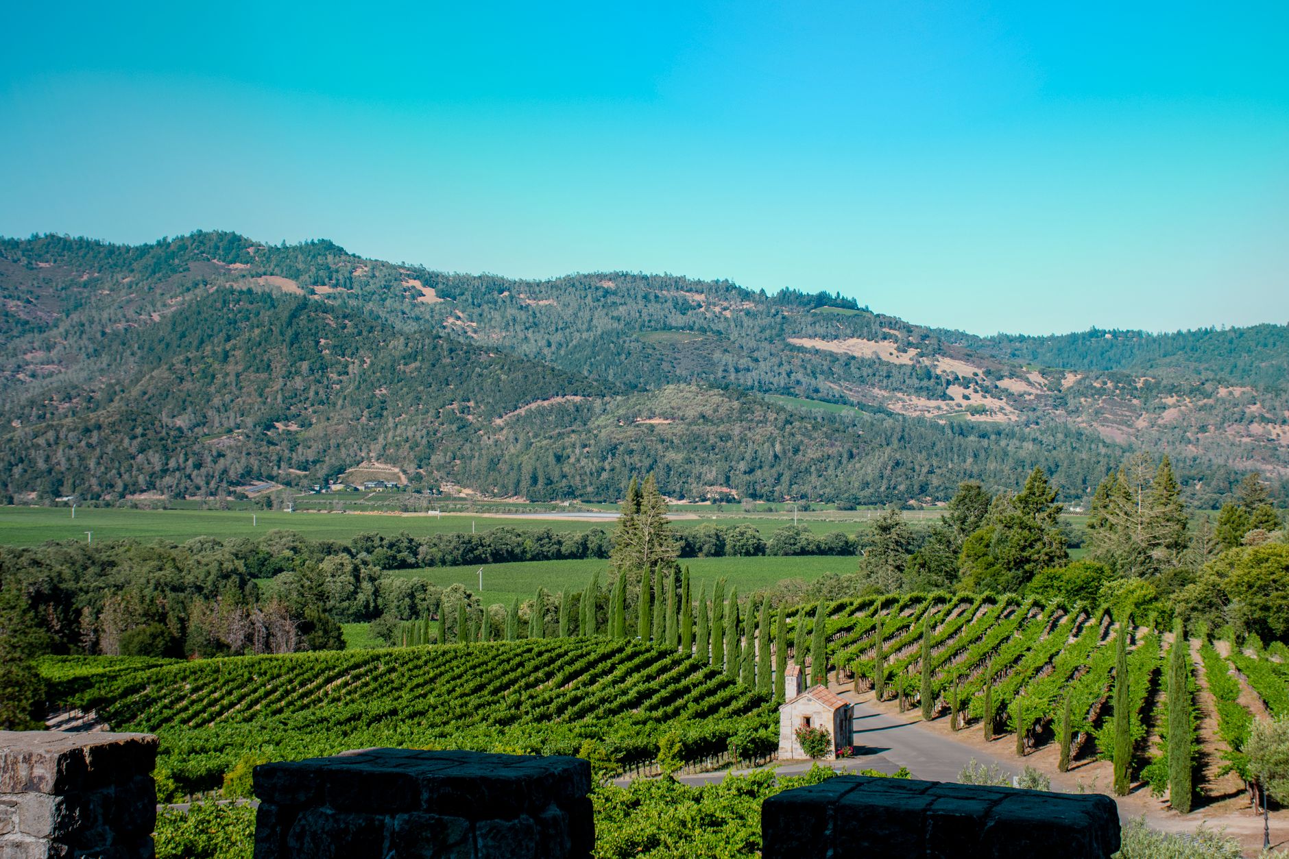 Rows of vines across a sunlit Napa Valley vineyard with wooded hills behind