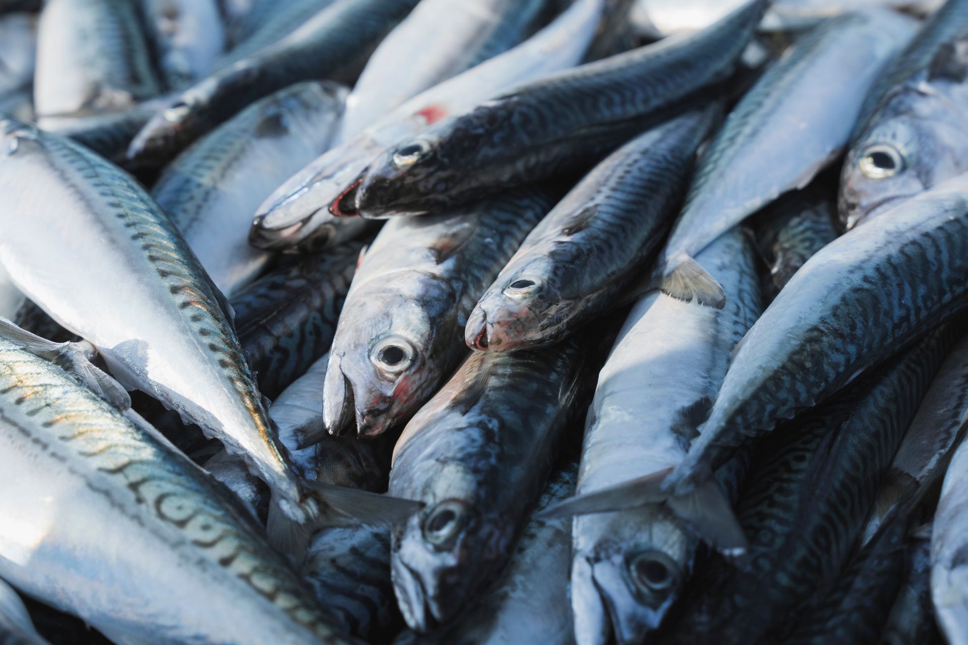 Freshly landed Atlantic mackerel piled together with striped backs and silver bellies