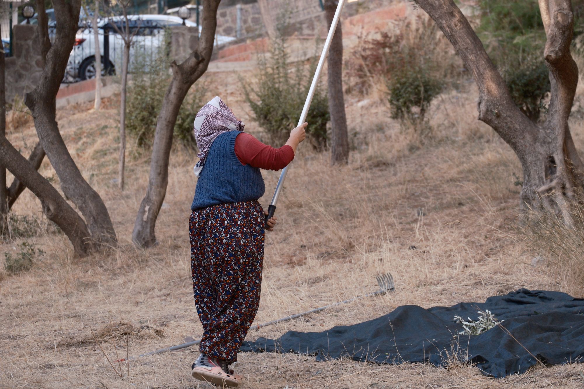 Harvester beating an olive tree with a long pole above a spread net