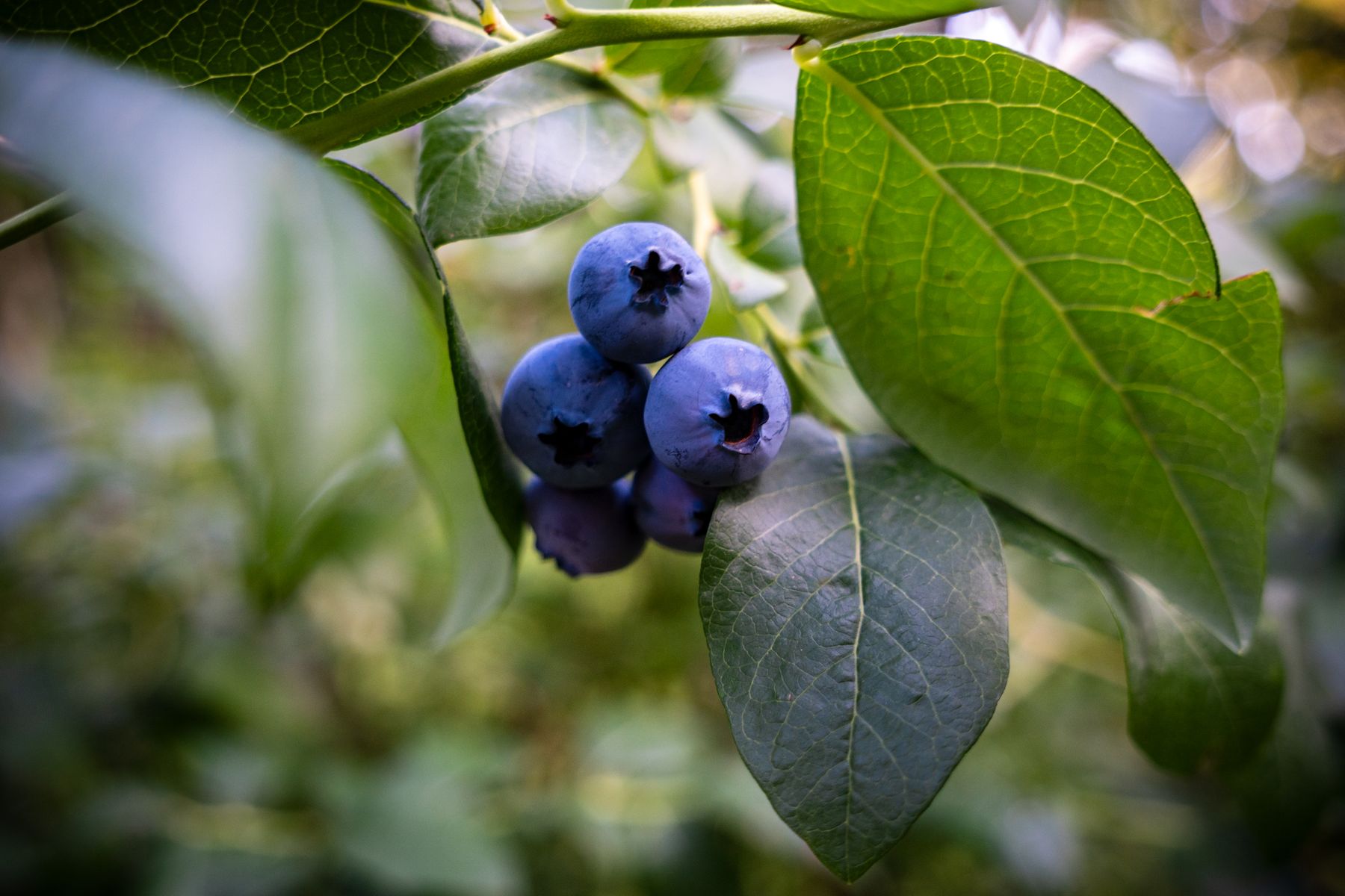 Ripe blueberries hanging from a green-leaved bush before harvest
