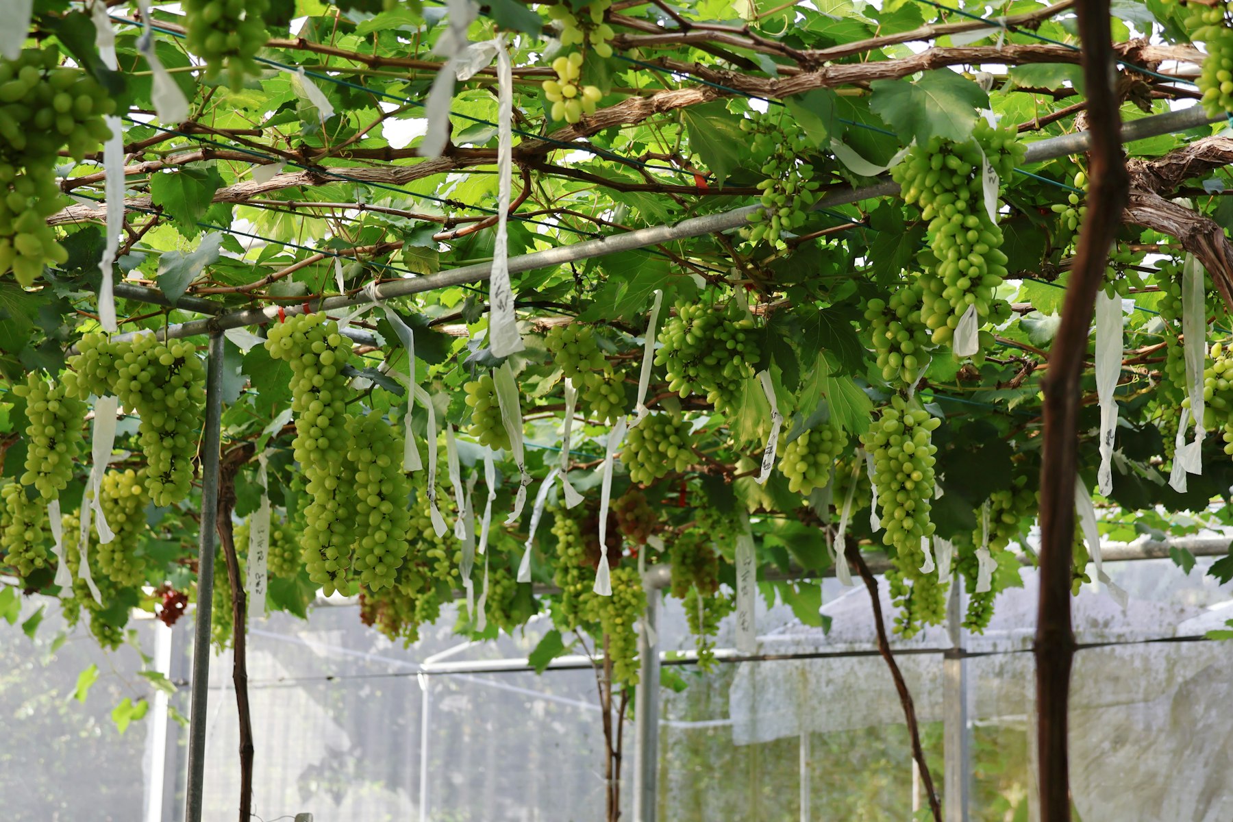 Green table grapes hanging in labeled clusters under a vineyard trellis