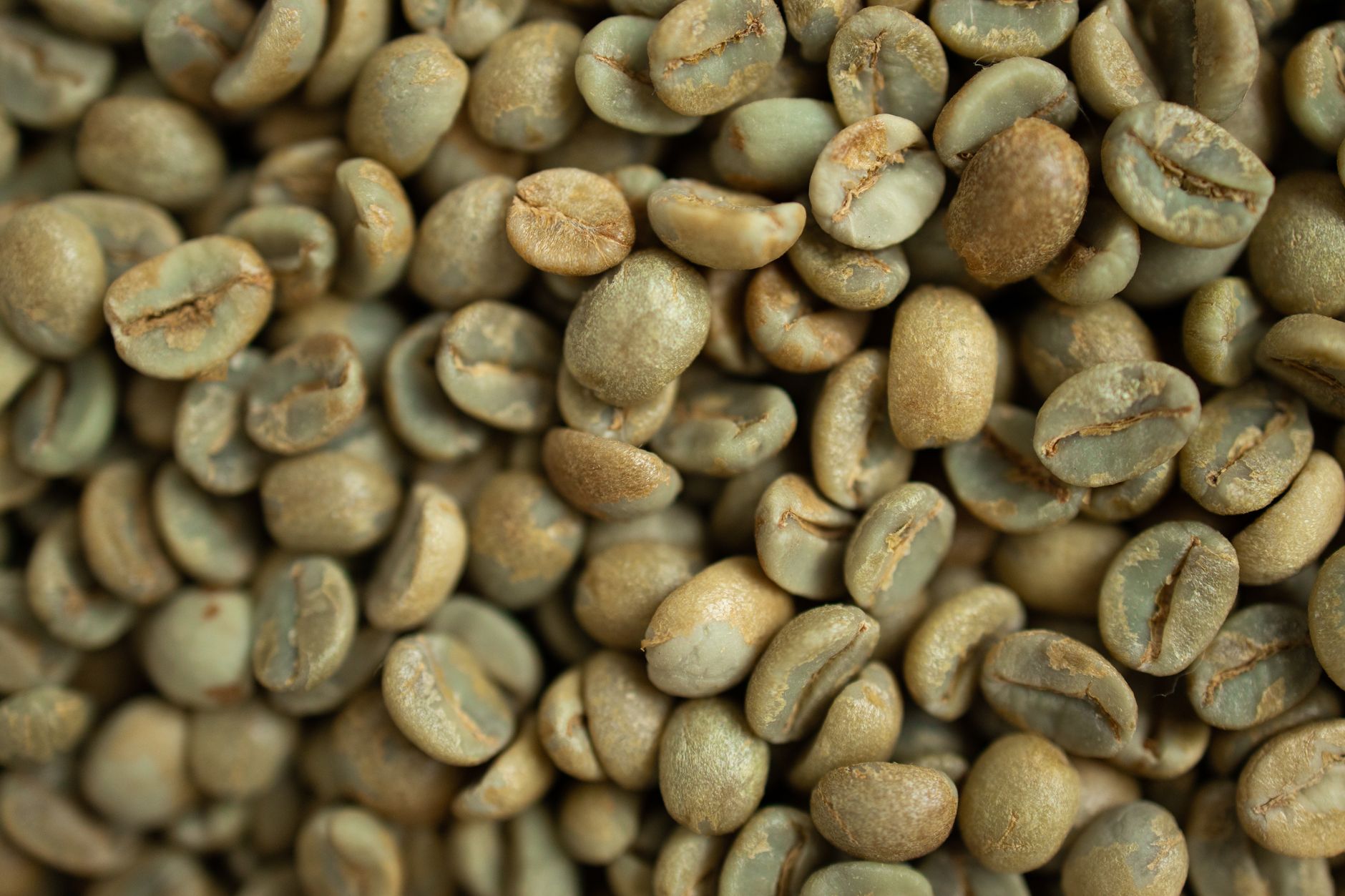 Primer plano de granos de café robusta verdes sin tostar amontonados