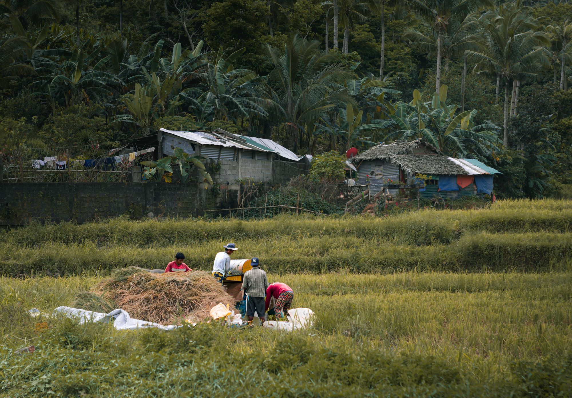Farmers threshing freshly harvested rice in a field in Gigmoto, Philippines