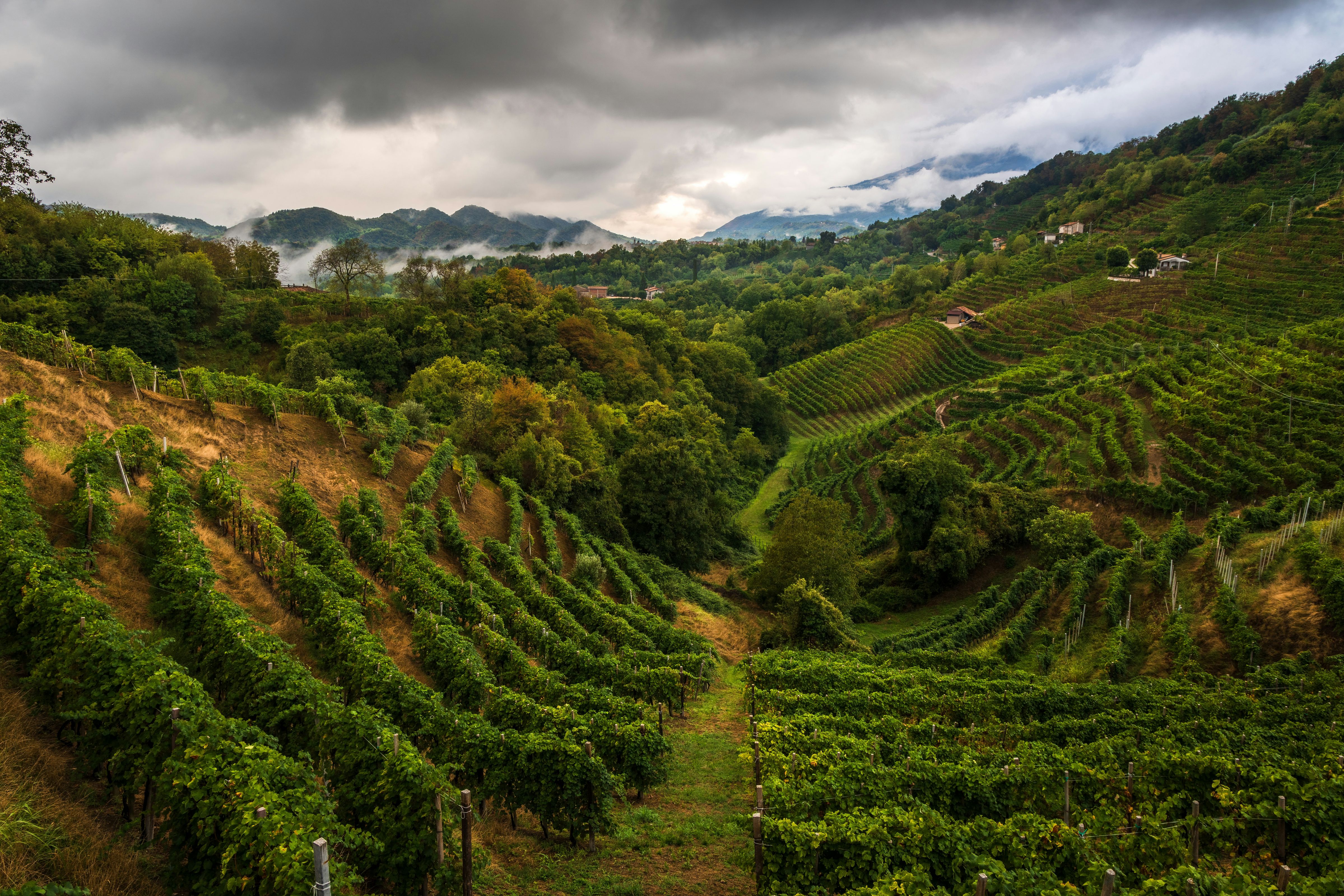 Hileras de viñedo en una ladera escarpada de la zona del Prosecco Superiore bajo un cielo nublado