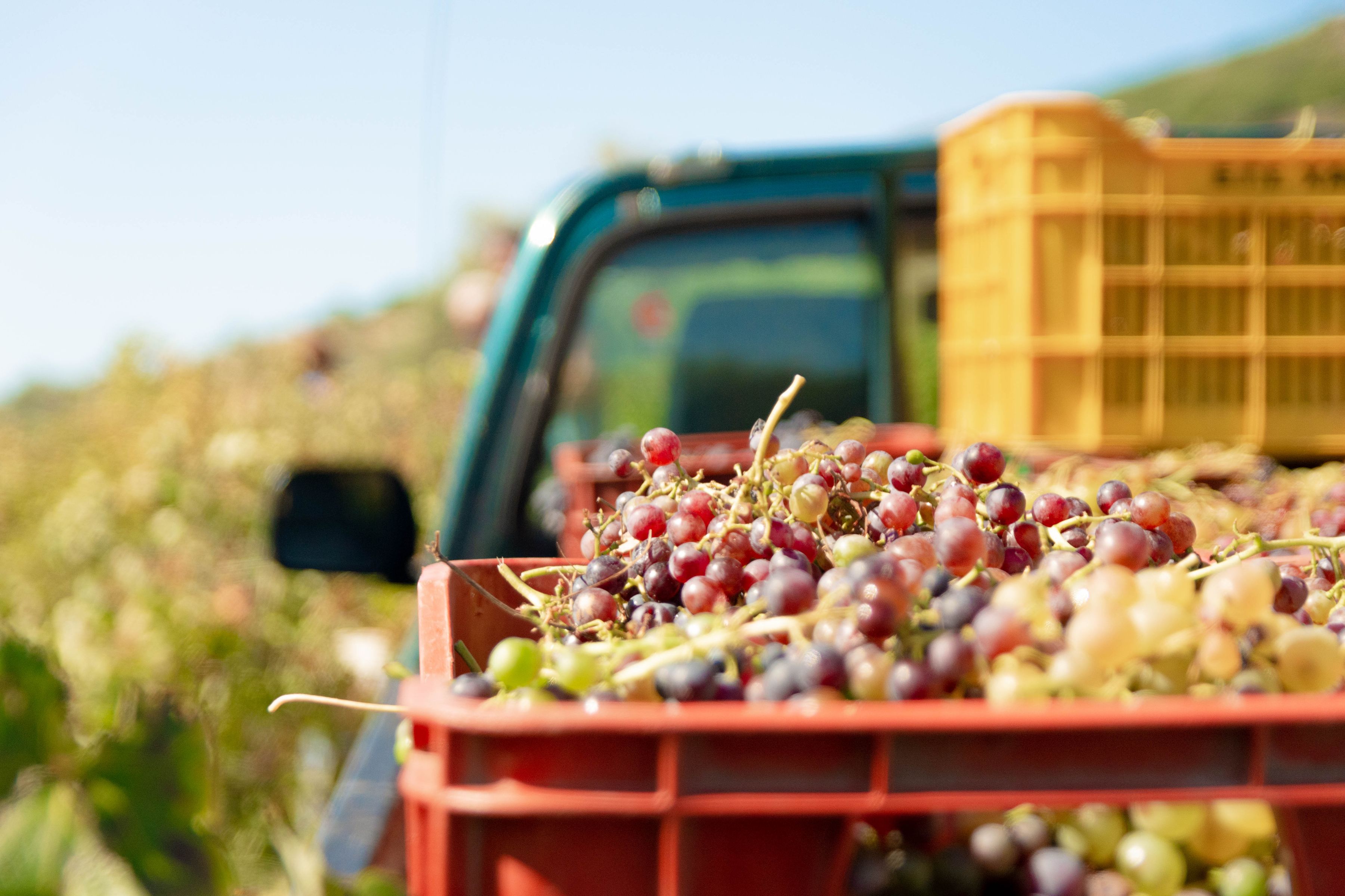 Crates of freshly picked red wine grapes stacked on a truck bed in a vineyard