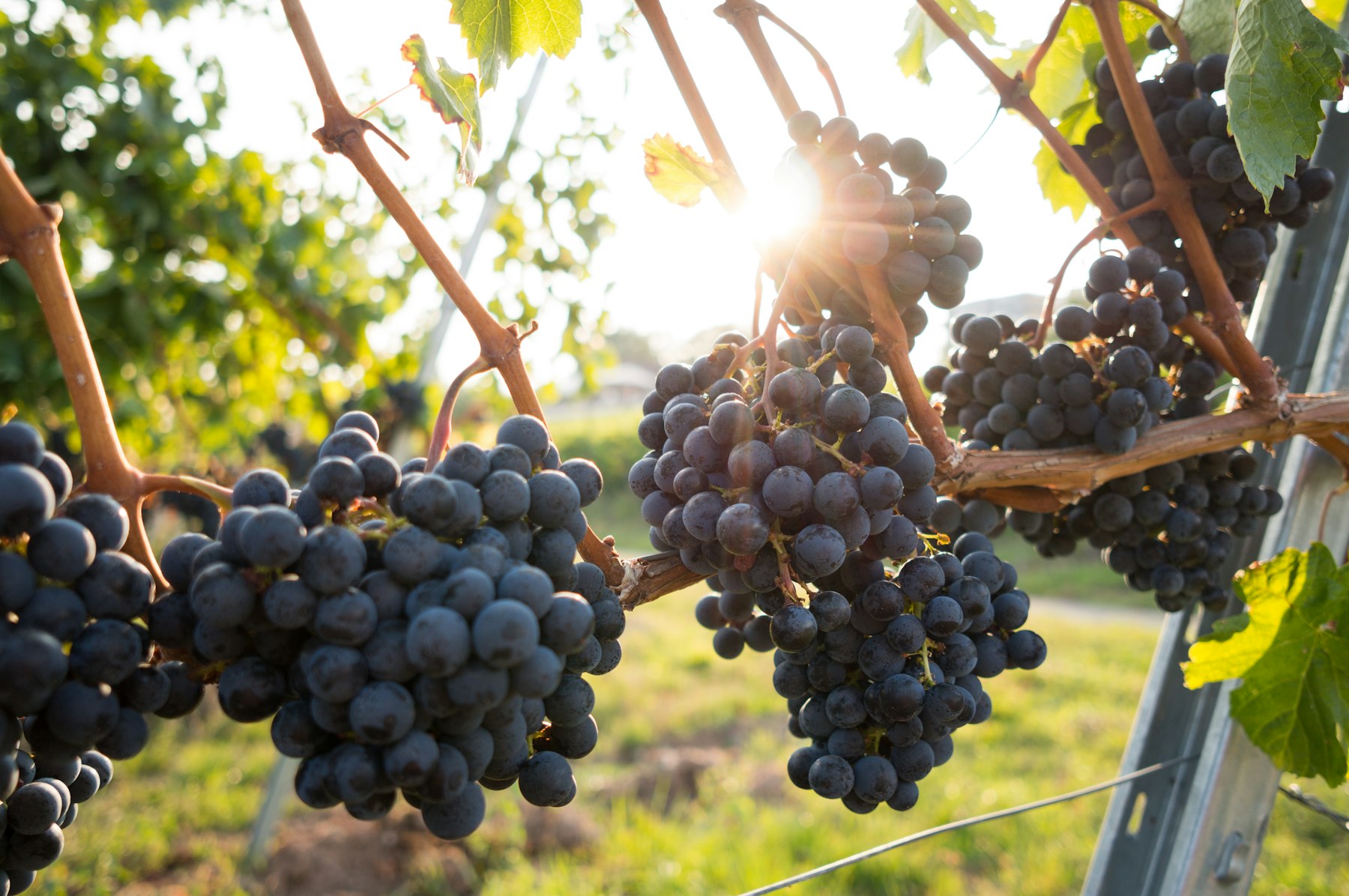 Dark red wine grapes hanging on the vine in warm afternoon light