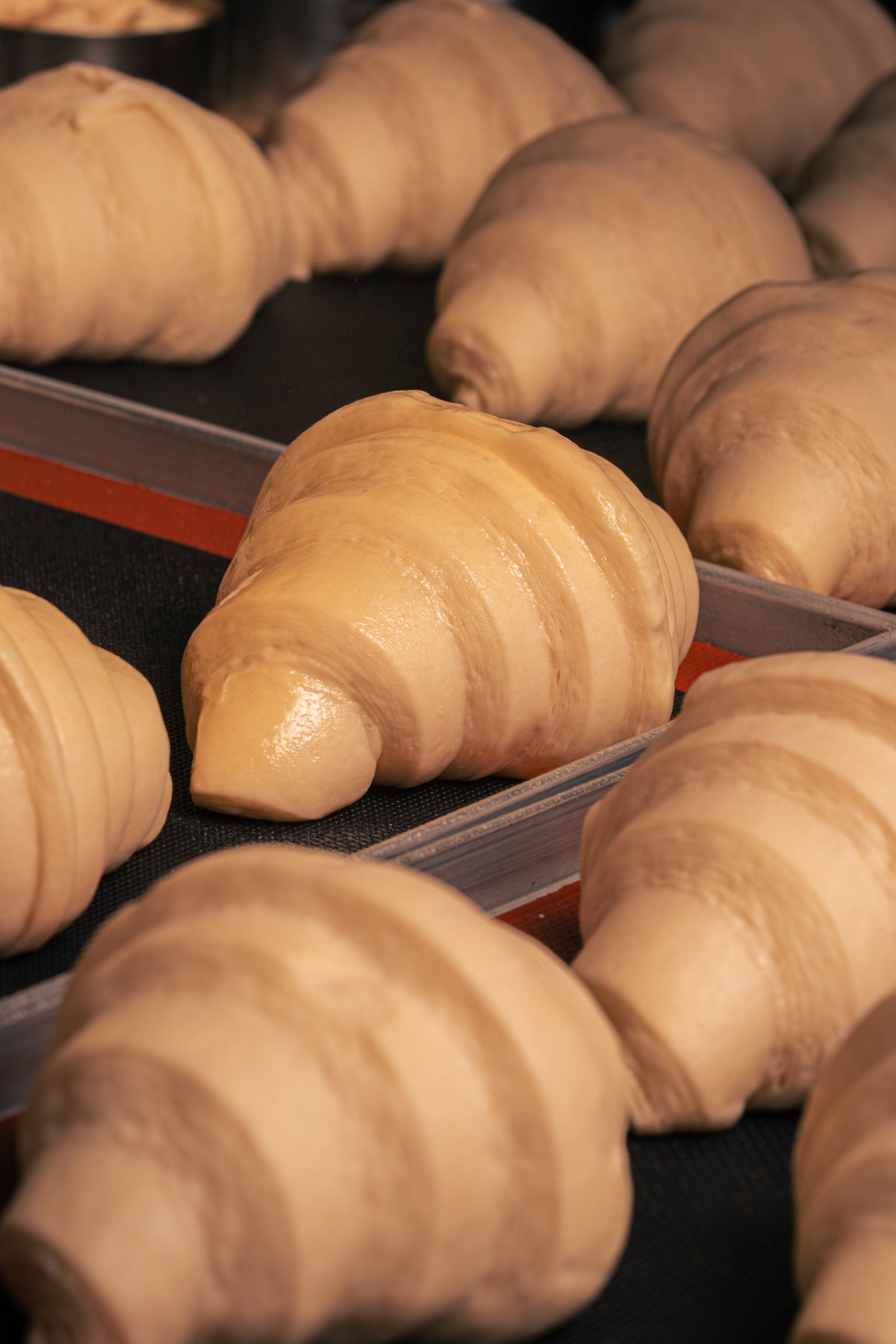 Rows of freshly shaped, unbaked croissants proofing on a baking tray