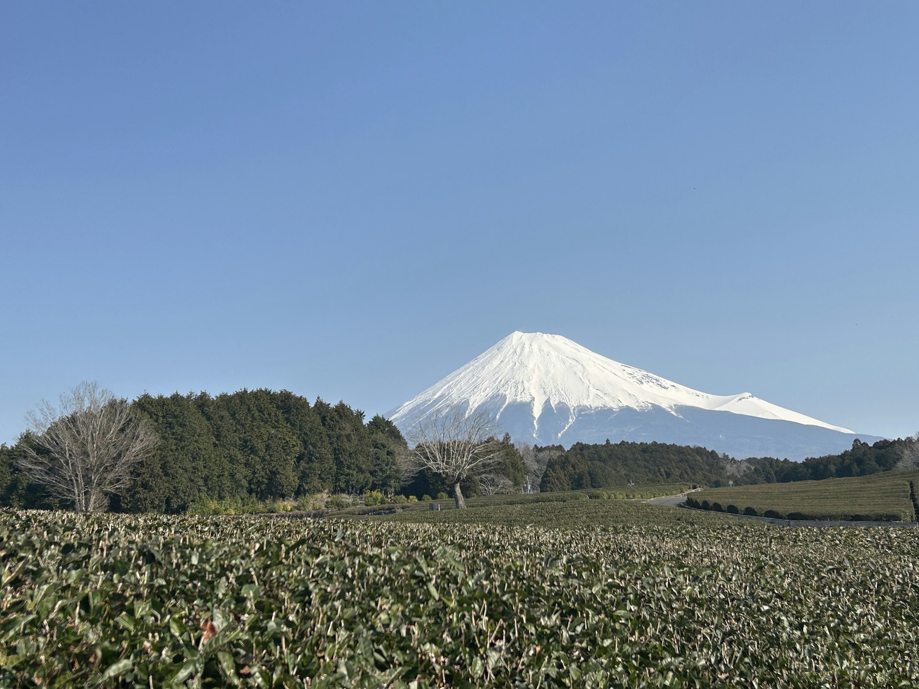 Hileras de arbustos de té japoneses con el monte Fuji nevado al fondo