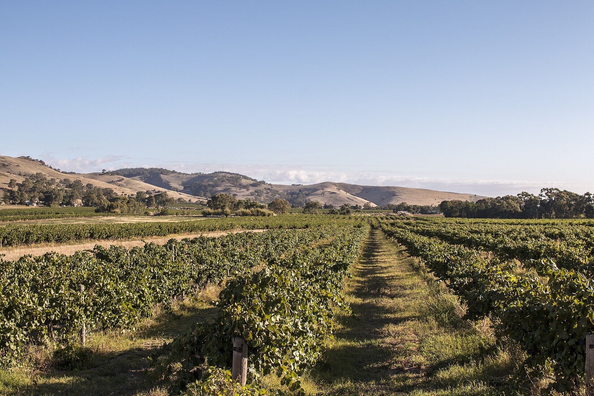 Rijen struikwijnstokken in een wijngaard in de Barossa Valley onder droge heuvels