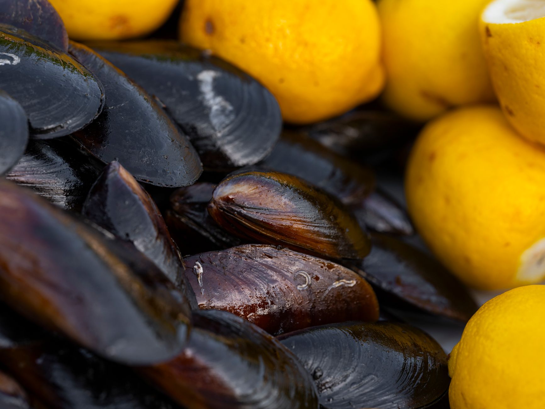 Fresh blue-black mussels piled beside whole lemons ready for cooking